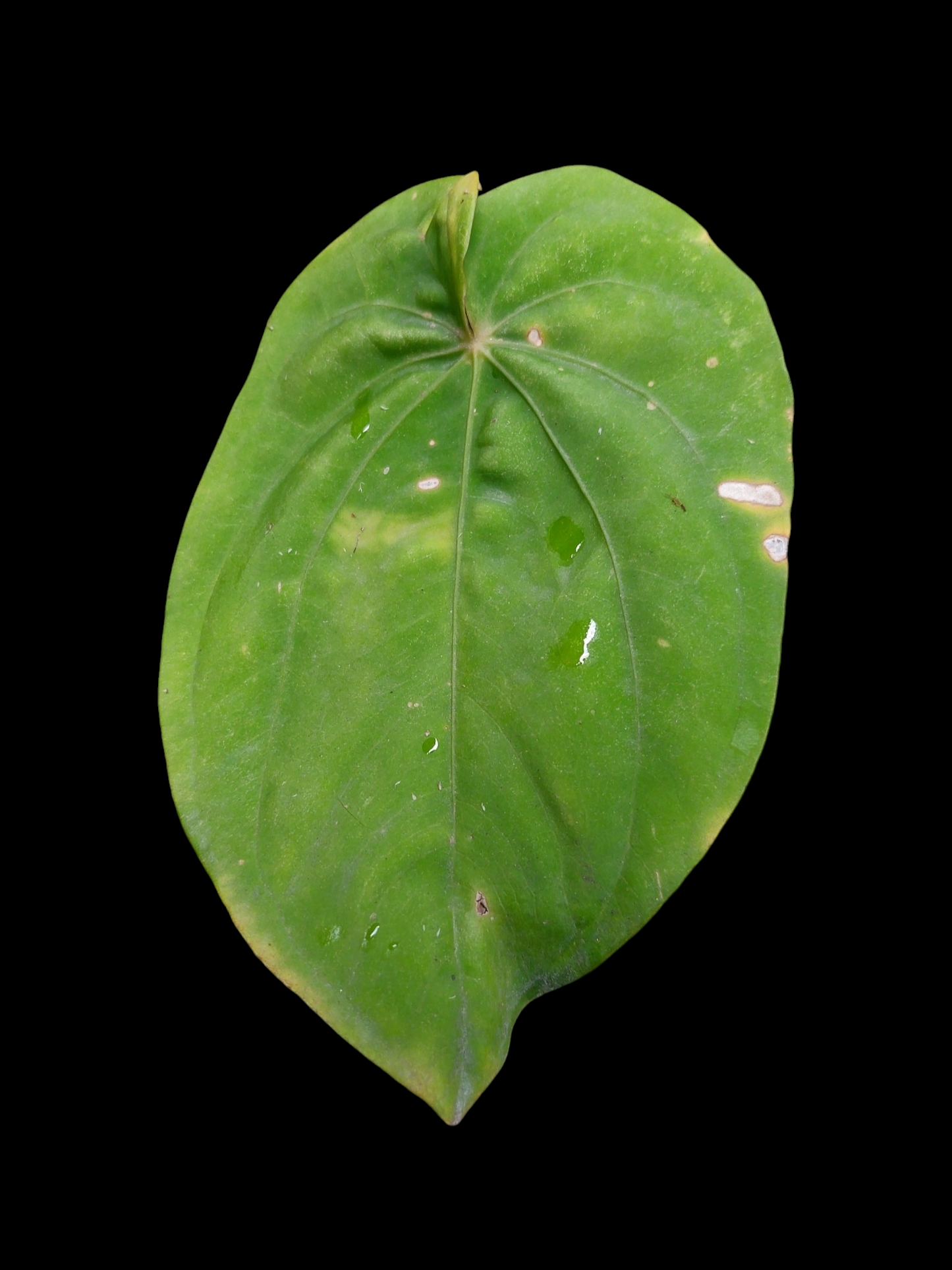 Anthurium Dressleri 'Emberá-Wounaan' Wild Ecotype 1 Leaf (EXACT PLANT)