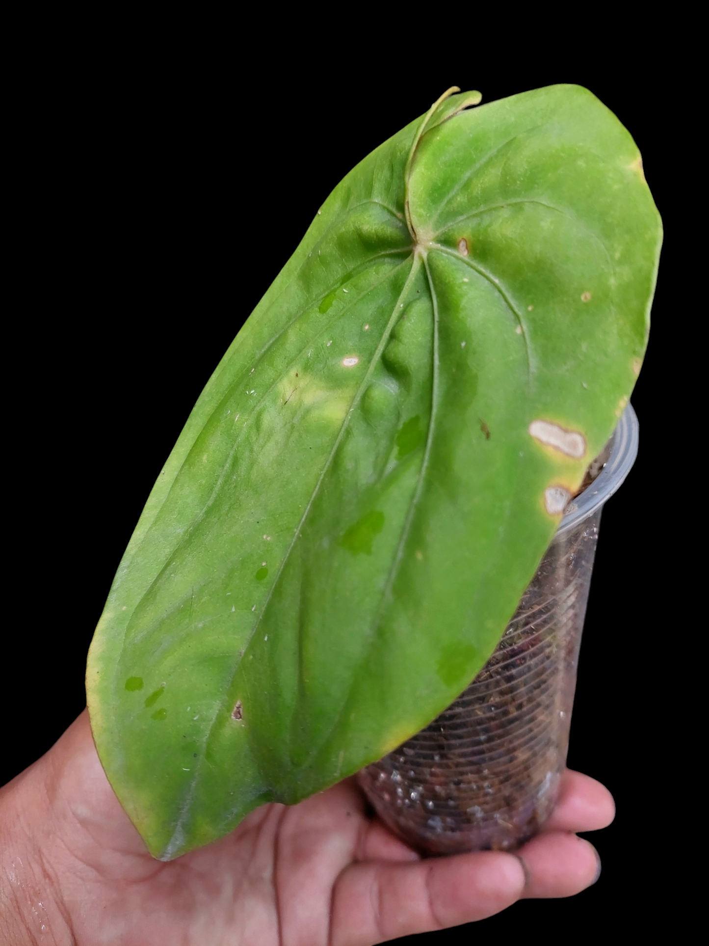 Anthurium Dressleri 'Emberá-Wounaan' Wild Ecotype 1 Leaf (EXACT PLANT)