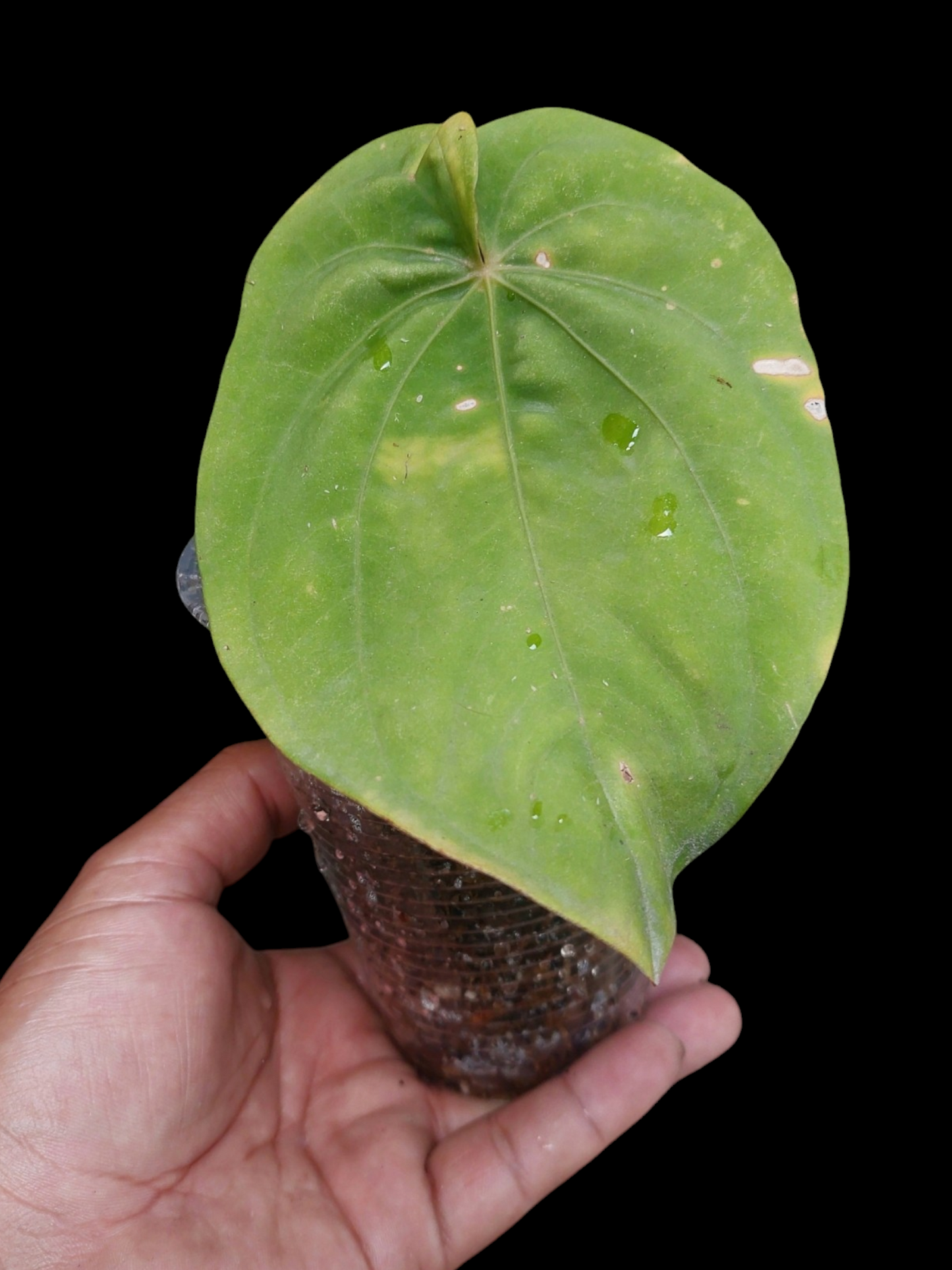 Anthurium Dressleri 'Emberá-Wounaan' Wild Ecotype 1 Leaf (EXACT PLANT)