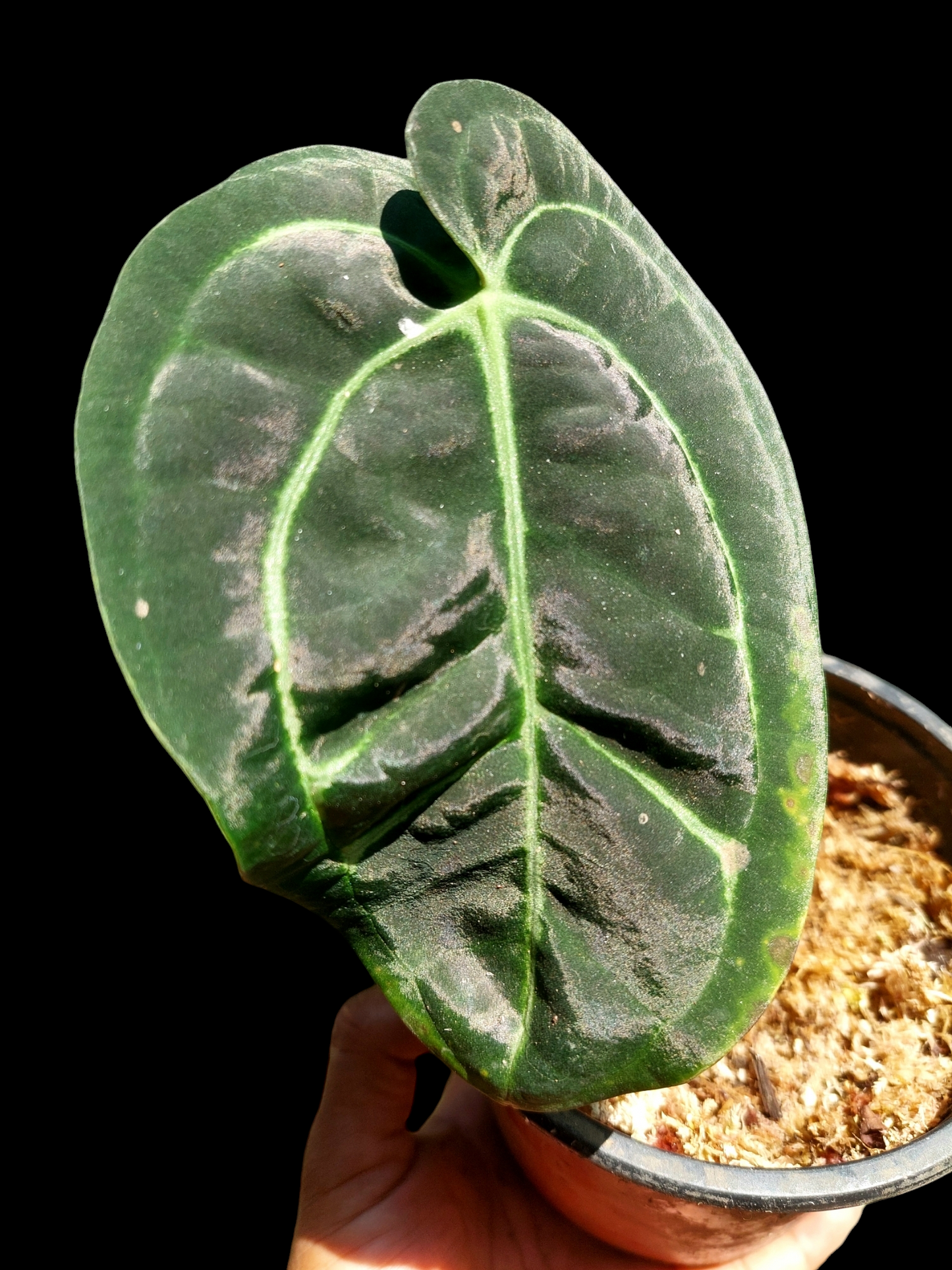 Anthurium Carlablackiae Wild Ecotype Pure Specie (EXACT PLANT)