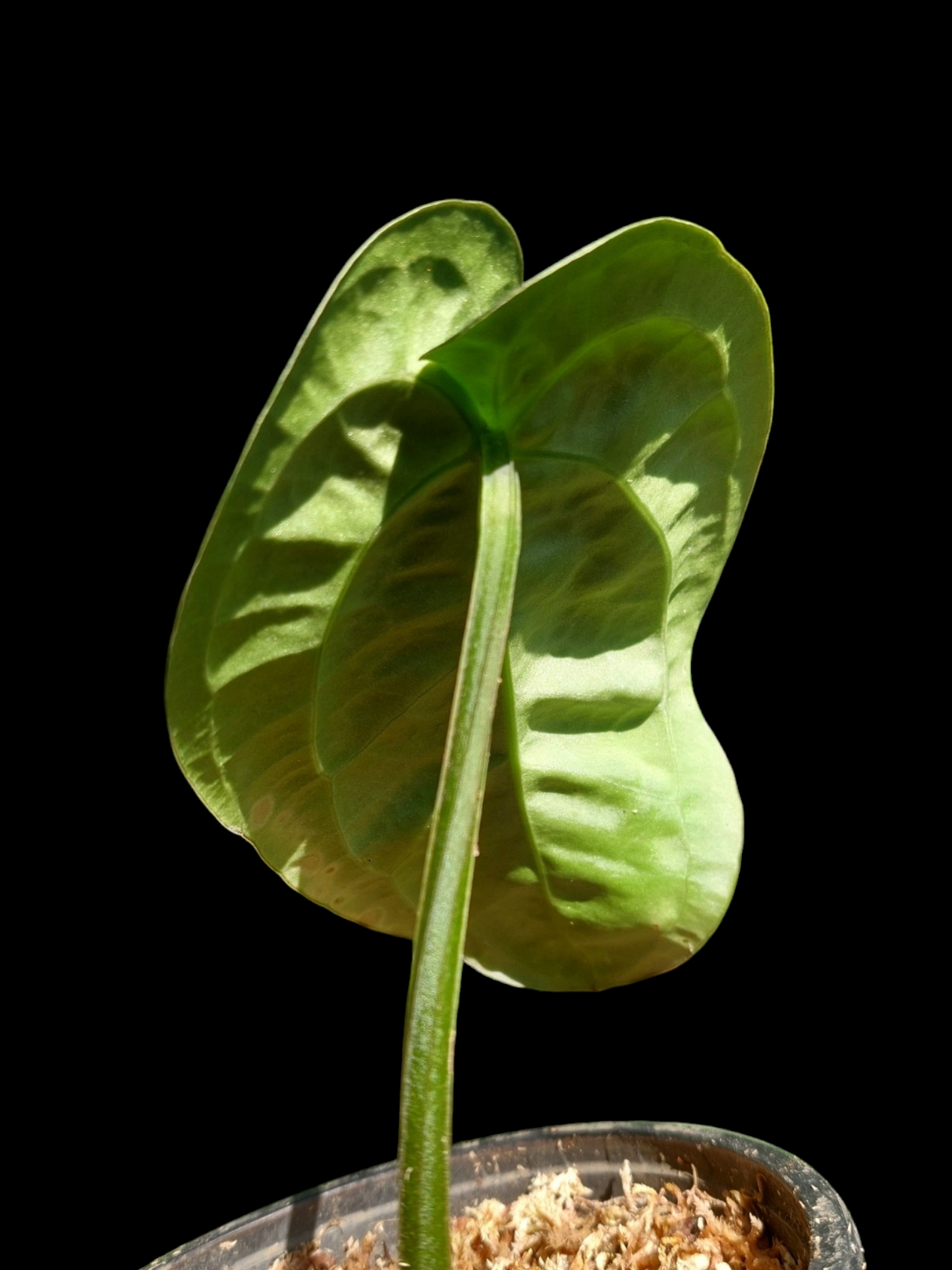 Anthurium Carlablackiae Wild Ecotype Pure Specie (EXACT PLANT)