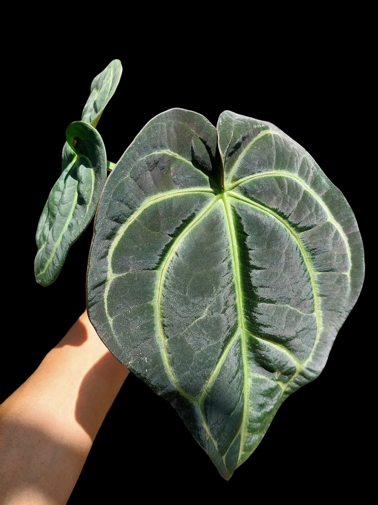 Anthurium Carlablackiae BIG PLANT 2 Leaves Wild Specie (EXACT PLANT)