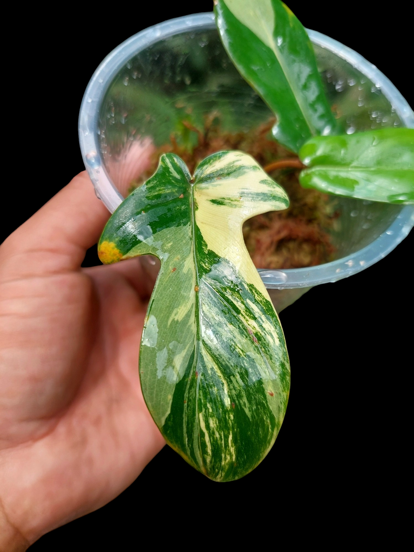 Philodendron Florida Beauty (EXACT PLANT)