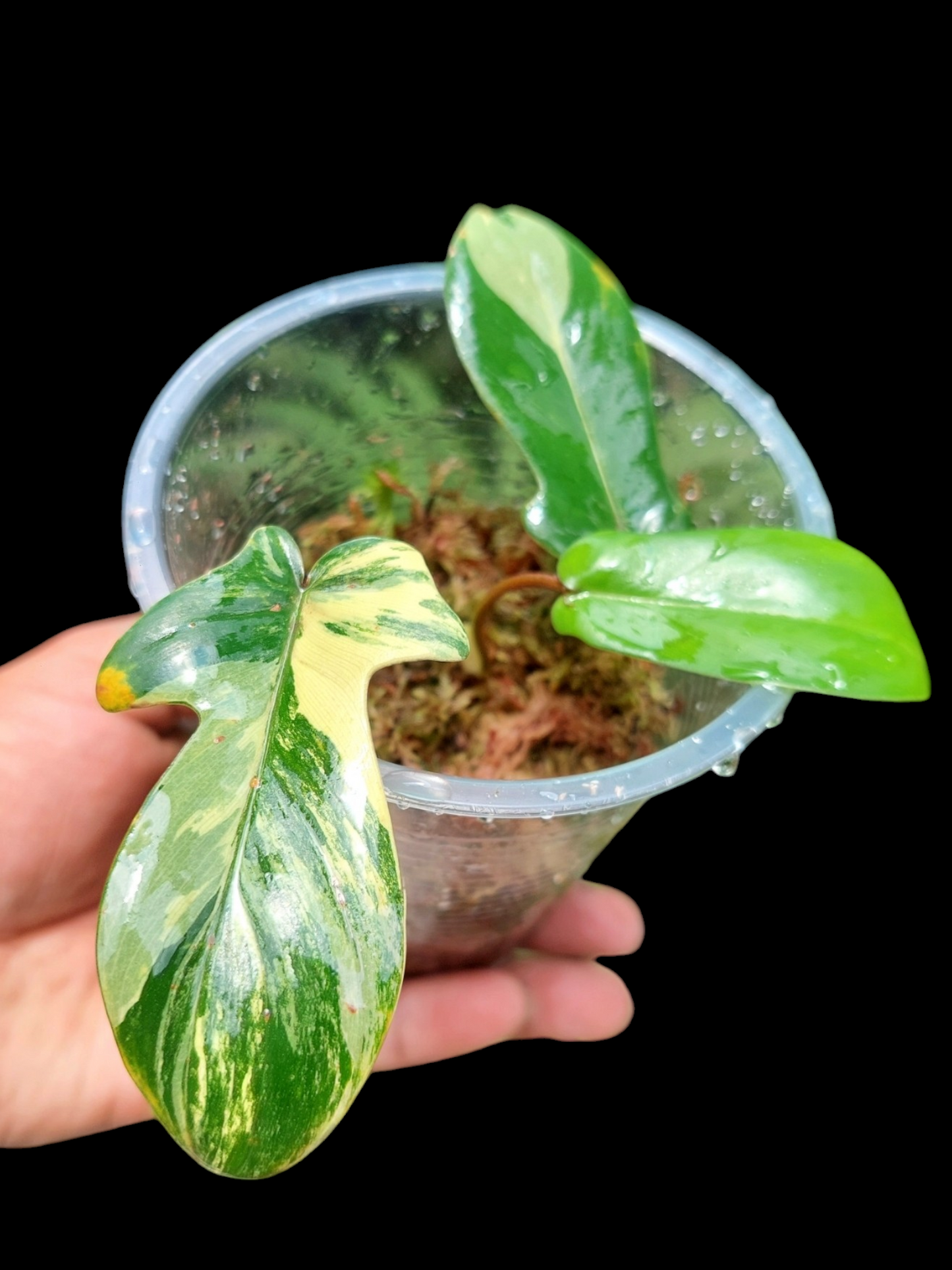 Philodendron Florida Beauty (EXACT PLANT)