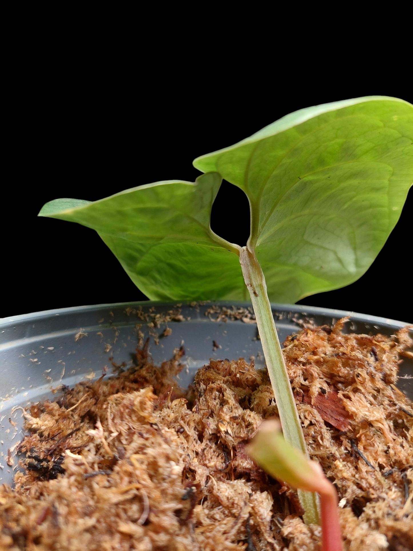 Anthurium Carpichense (EXACT PLANT)