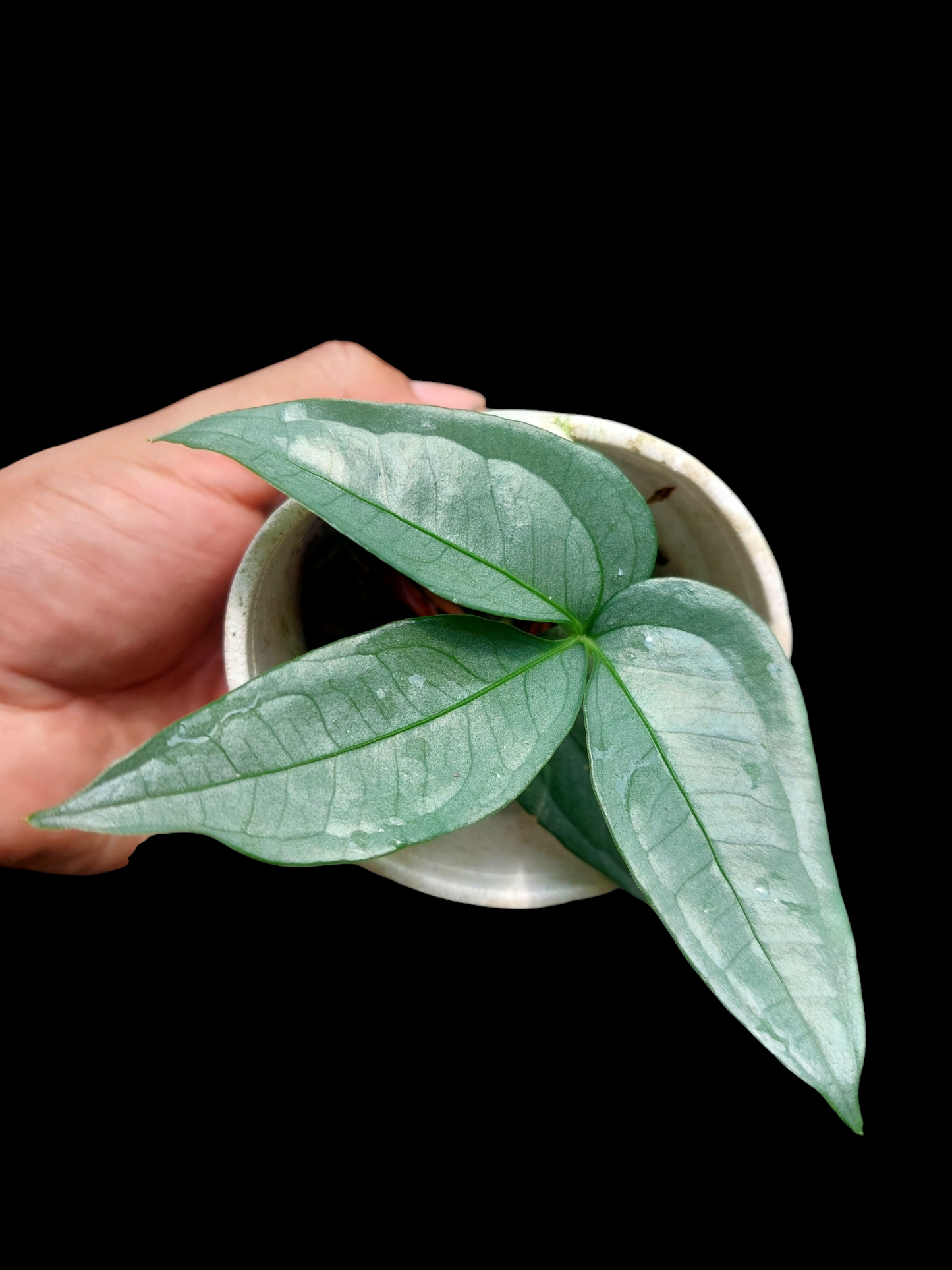 Anthurium sp. "Silver Fingers" Small Size 2 Leaves (EXACT PLANT)