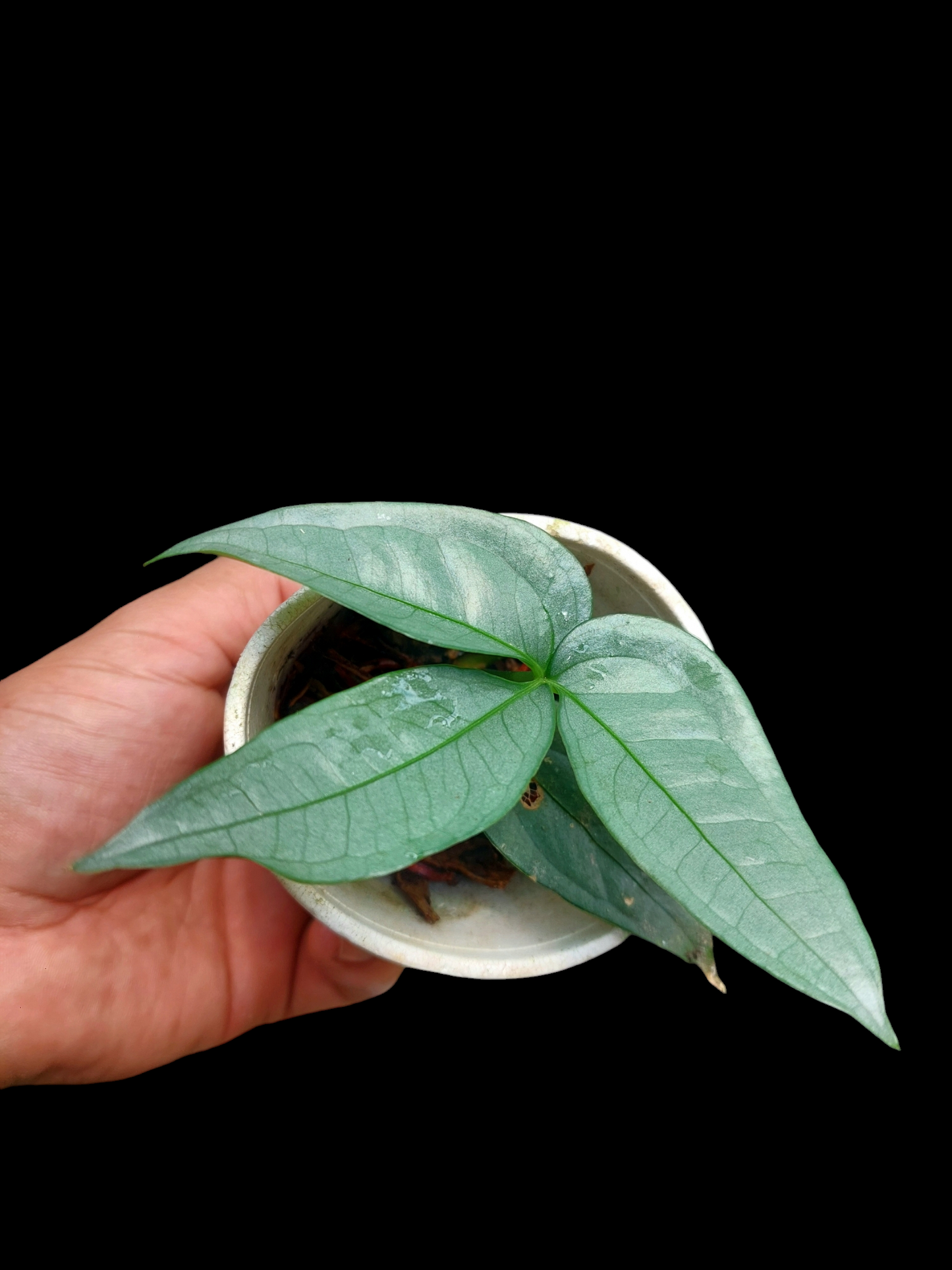 Anthurium sp. "Silver Fingers" Small Size 2 Leaves (EXACT PLANT)