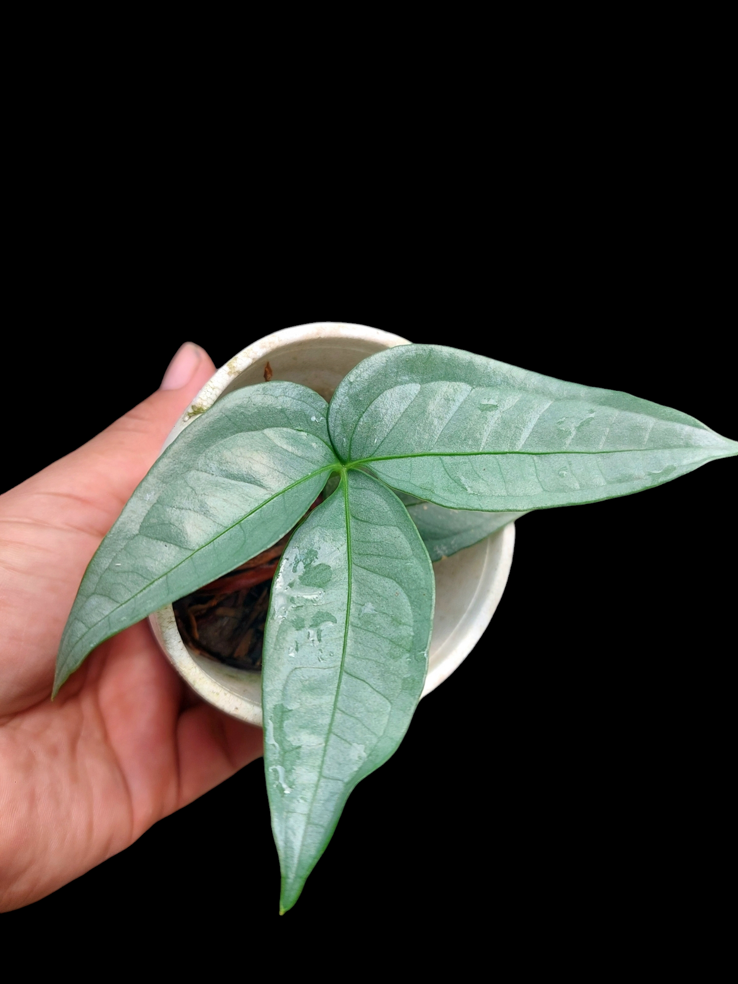 Anthurium sp. "Silver Fingers" Small Size 2 Leaves (EXACT PLANT)