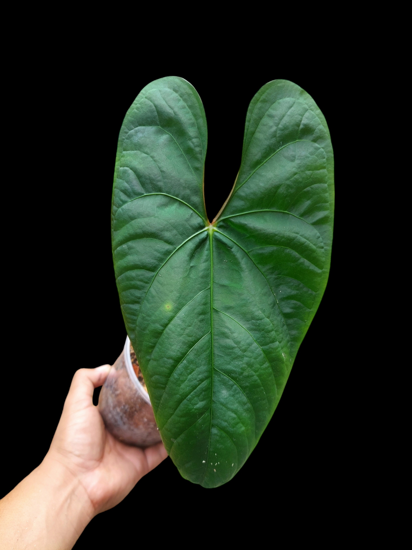 Anthurium sp. 'Huanuco Velvet' Wild Ecotype LARGE PLANT (EXACT PLANT)