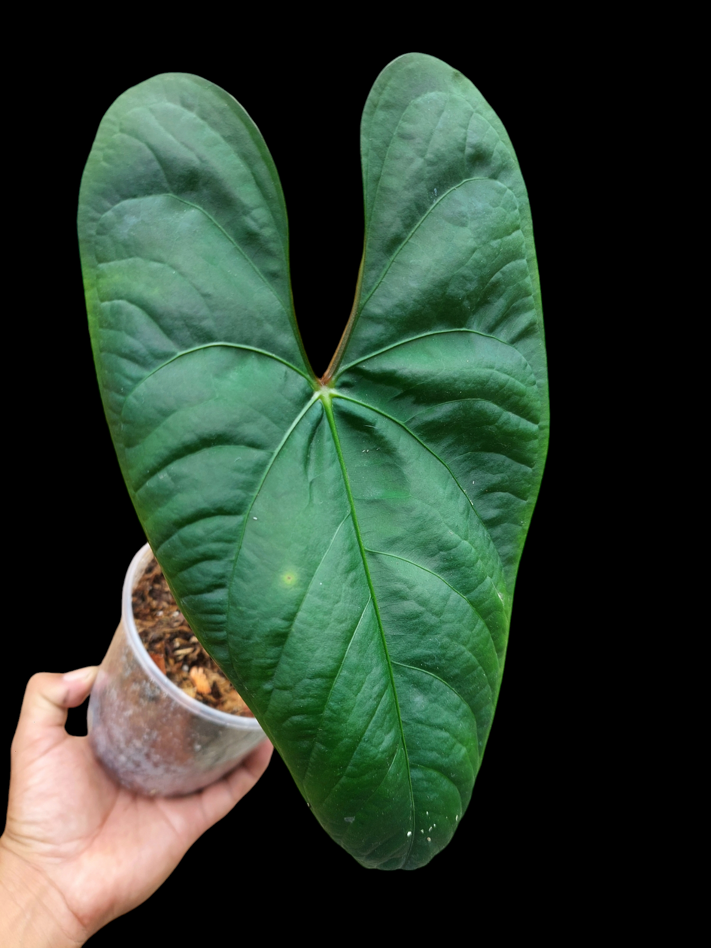 Anthurium sp. 'Huanuco Velvet' Wild Ecotype LARGE PLANT (EXACT PLANT)