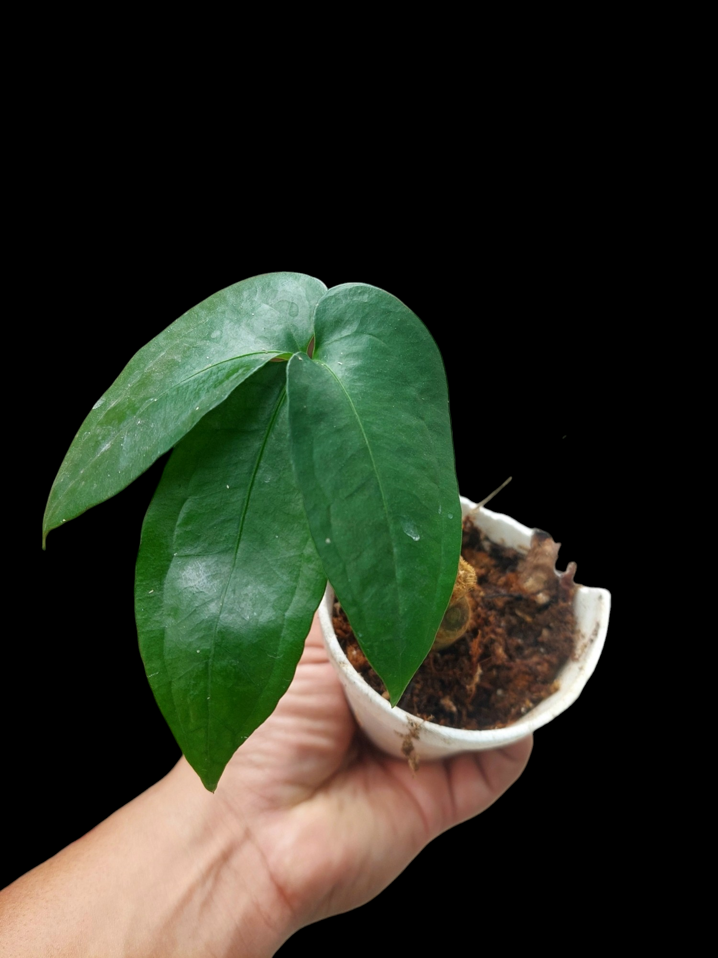 Anthurium sp. "Trifolium" (EXACT PLANT)