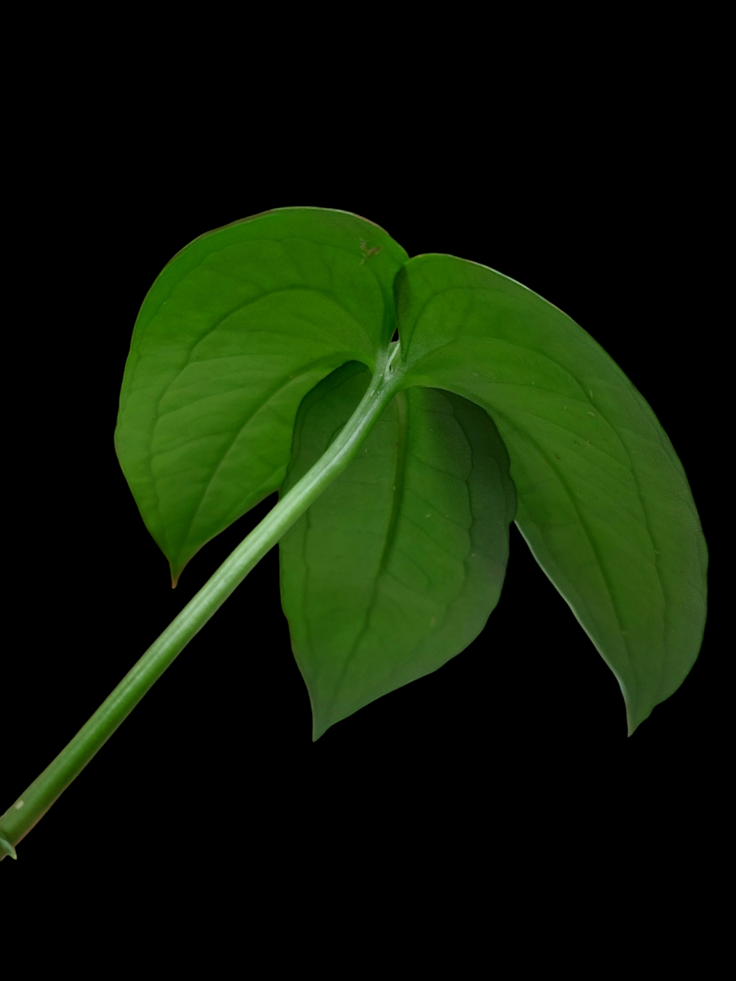 Anthurium sp. "Trifolium" (EXACT PLANT)