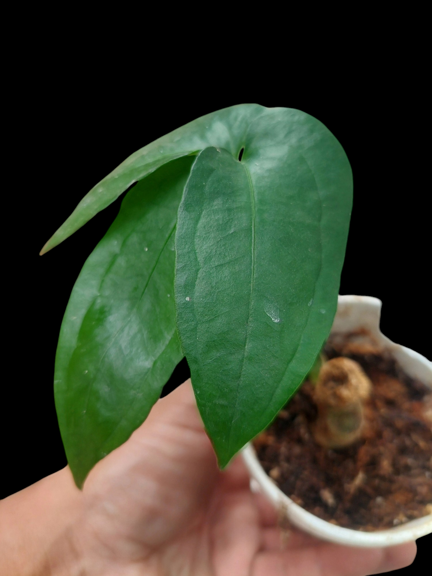 Anthurium sp. "Trifolium" (EXACT PLANT)