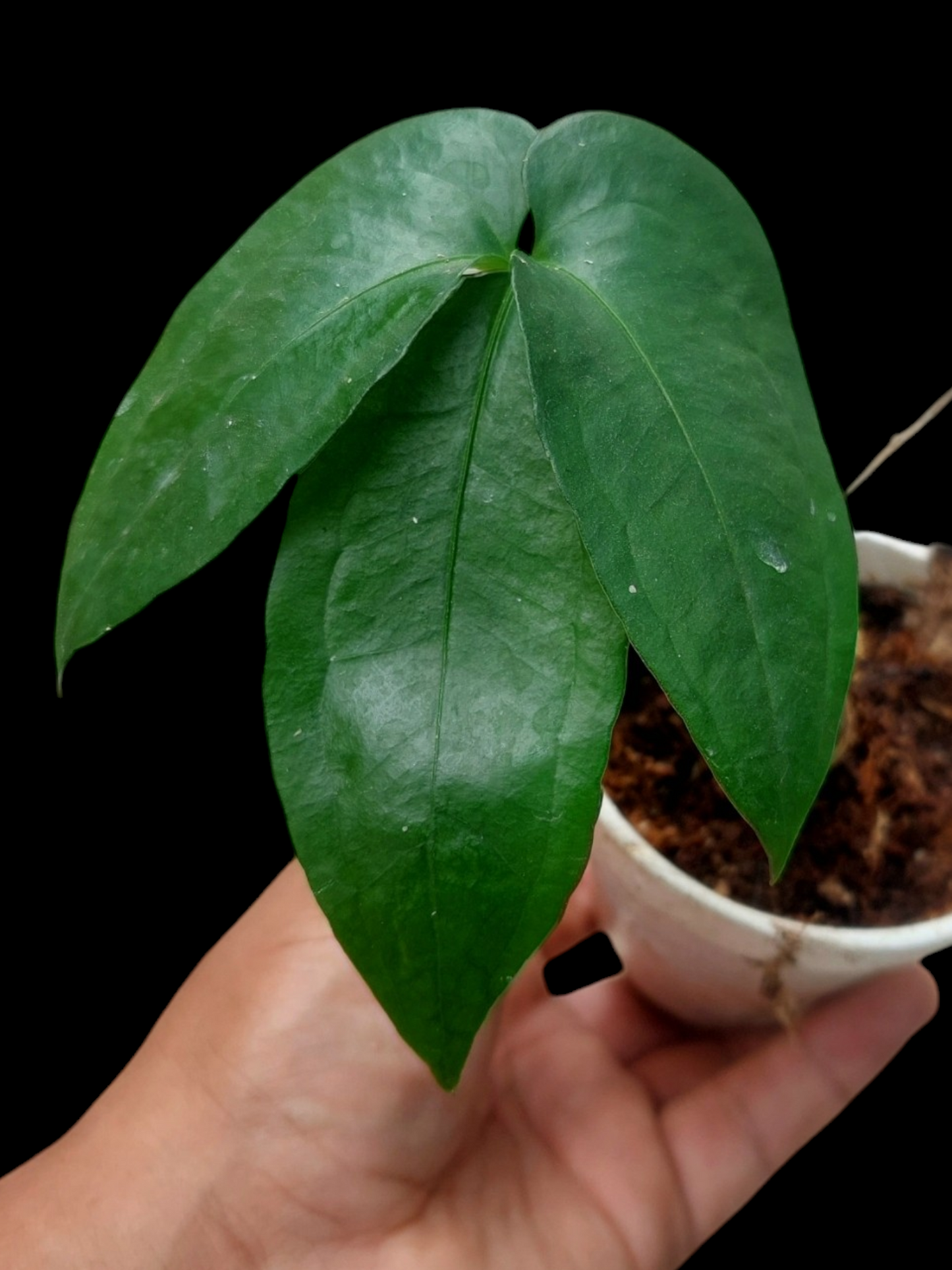 Anthurium sp. "Trifolium" (EXACT PLANT)