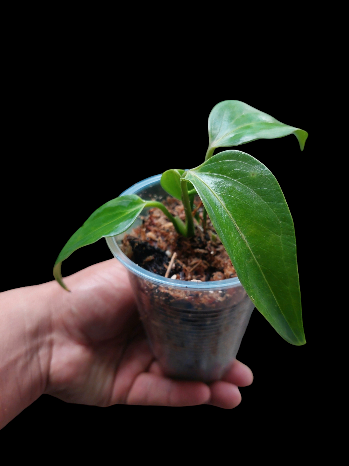 Anthurium sp. 'Deltoide' Juvenile Form with 4 Leaves (EXACT PLANT)