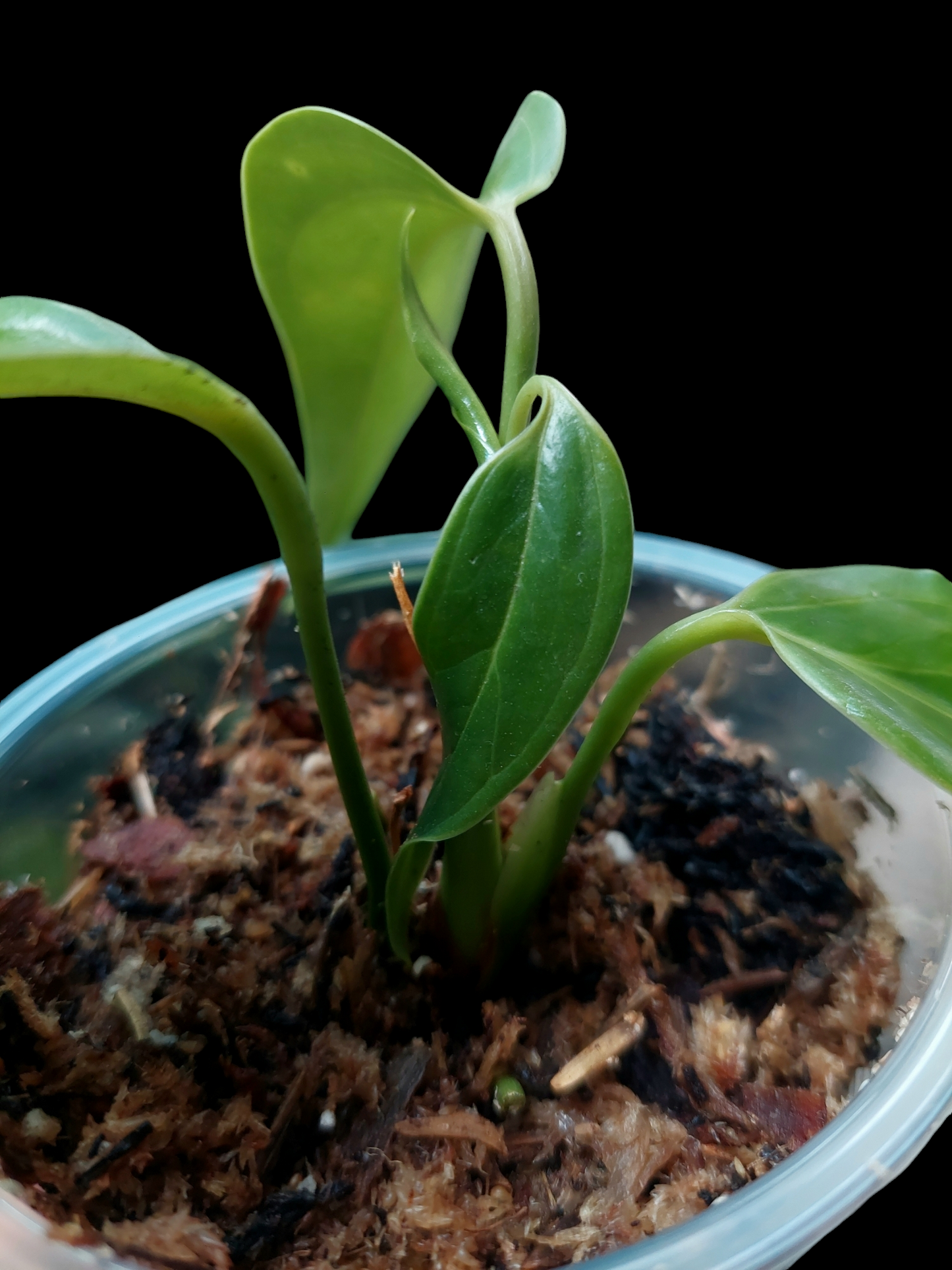 Anthurium sp. 'Deltoide' Juvenile Form with 4 Leaves (EXACT PLANT)