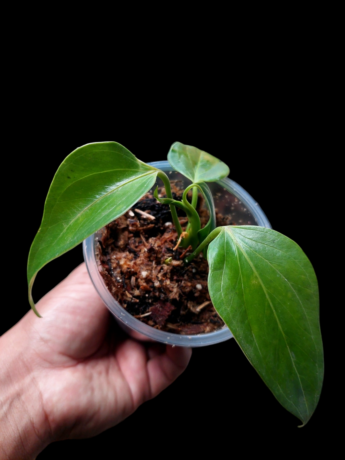 Anthurium sp. 'Deltoide' Juvenile Form with 4 Leaves (EXACT PLANT)