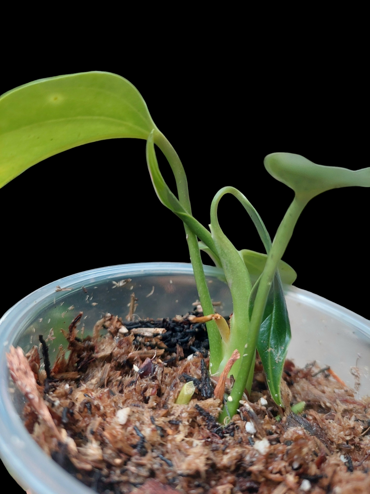 Anthurium sp. 'Deltoide' Juvenile Form with 4 Leaves (EXACT PLANT)