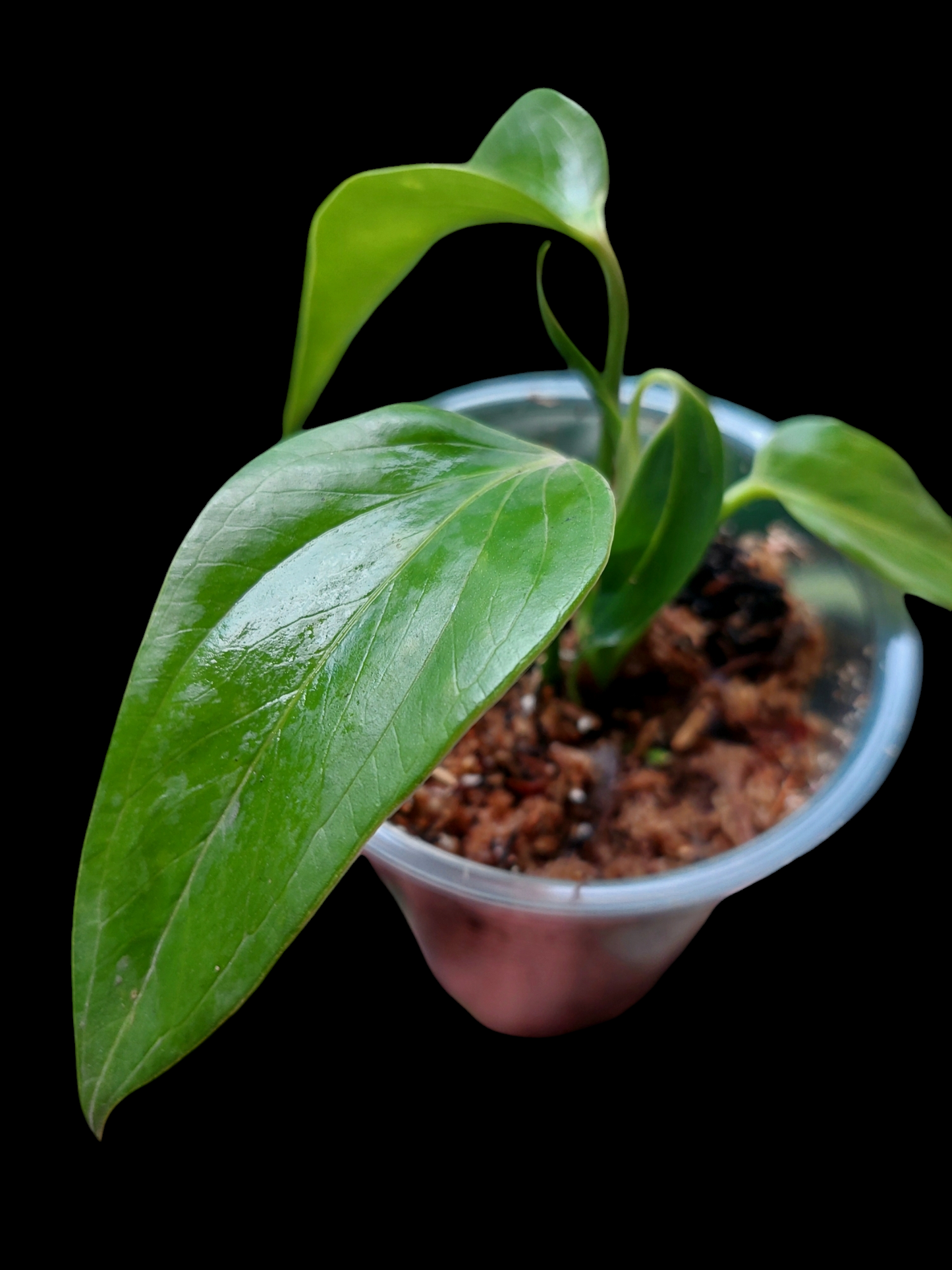 Anthurium sp. 'Deltoide' Juvenile Form with 4 Leaves (EXACT PLANT)