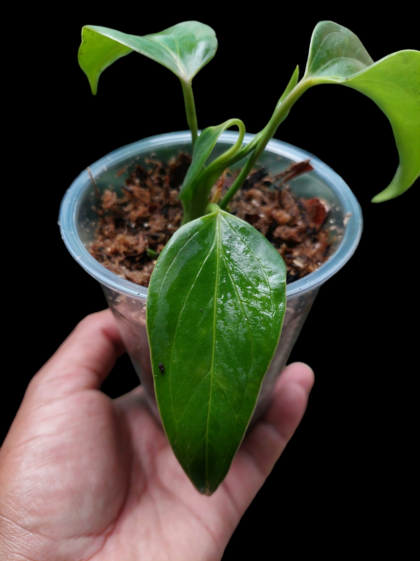 Anthurium sp. 'Deltoide' Juvenile Form with 4 Leaves (EXACT PLANT)