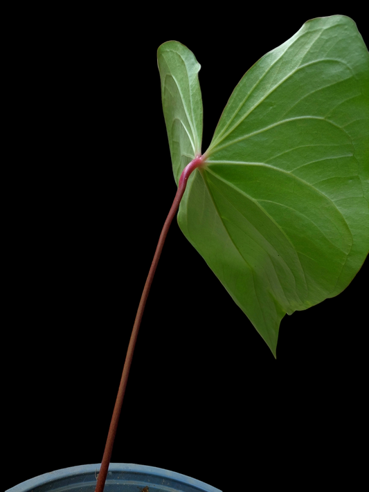 Anthurium sp. 'Amazon Red Petiole' (EXACT PLANT)