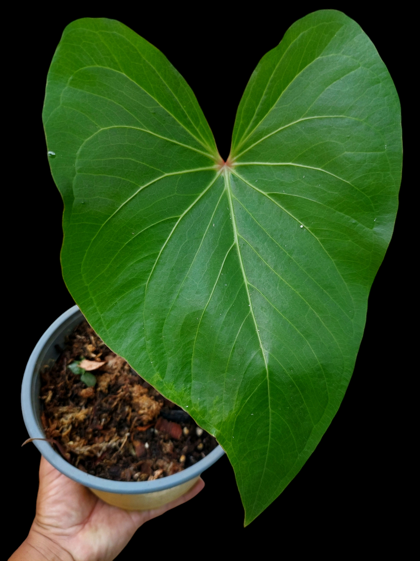 Anthurium sp. 'Amazon Red Petiole' (EXACT PLANT)