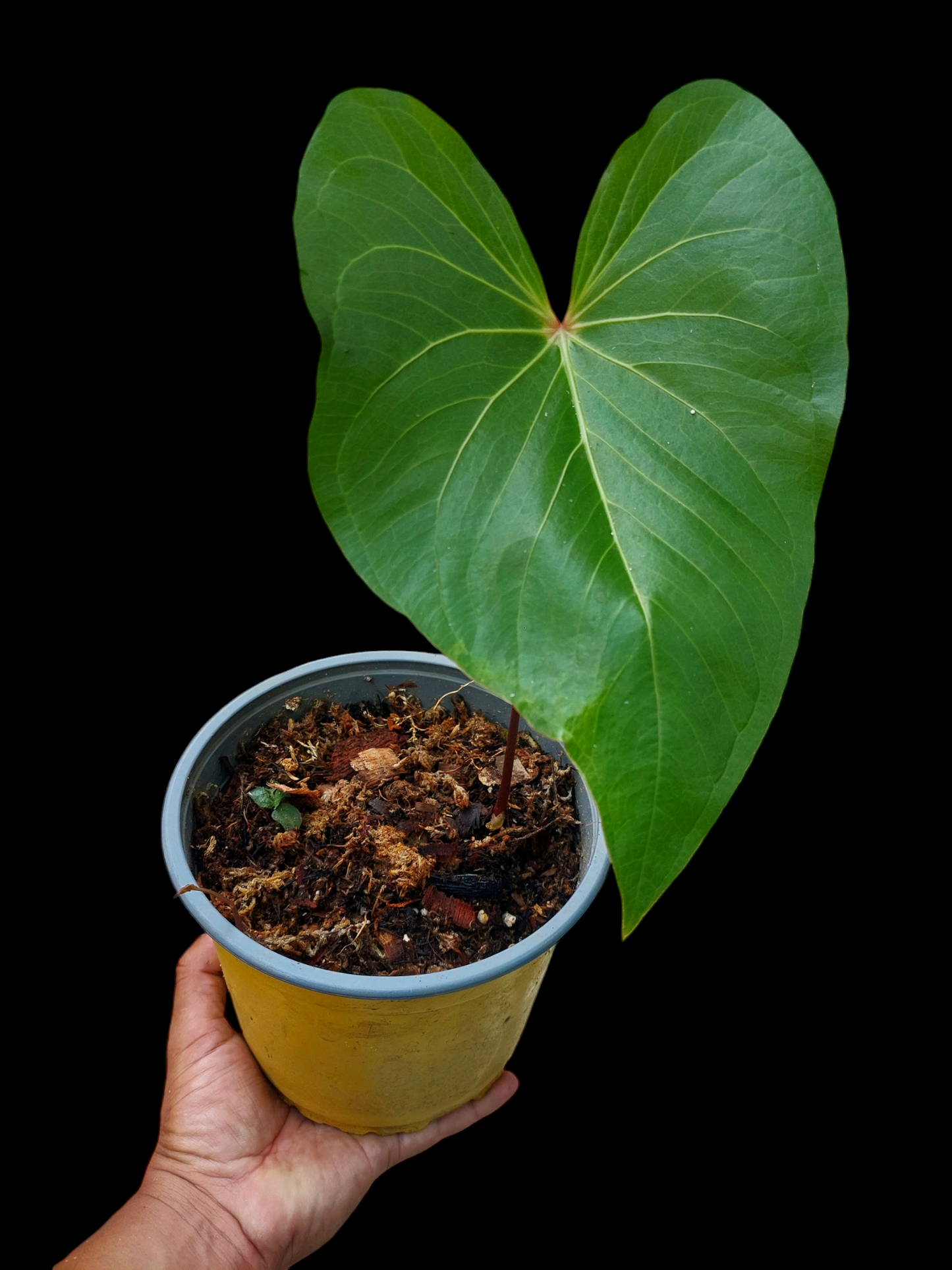 Anthurium sp. 'Amazon Red Petiole' (EXACT PLANT)