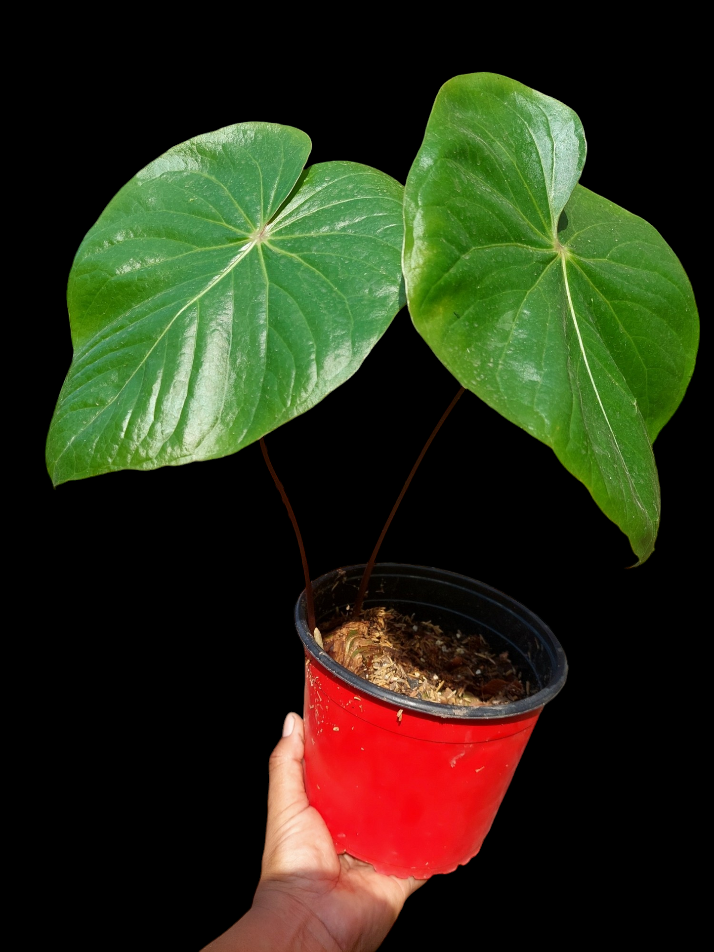 Anthurium sp. 'Amazon Red Petiole' LARGE PLANT 2 Leaves (EXACT PLANT)