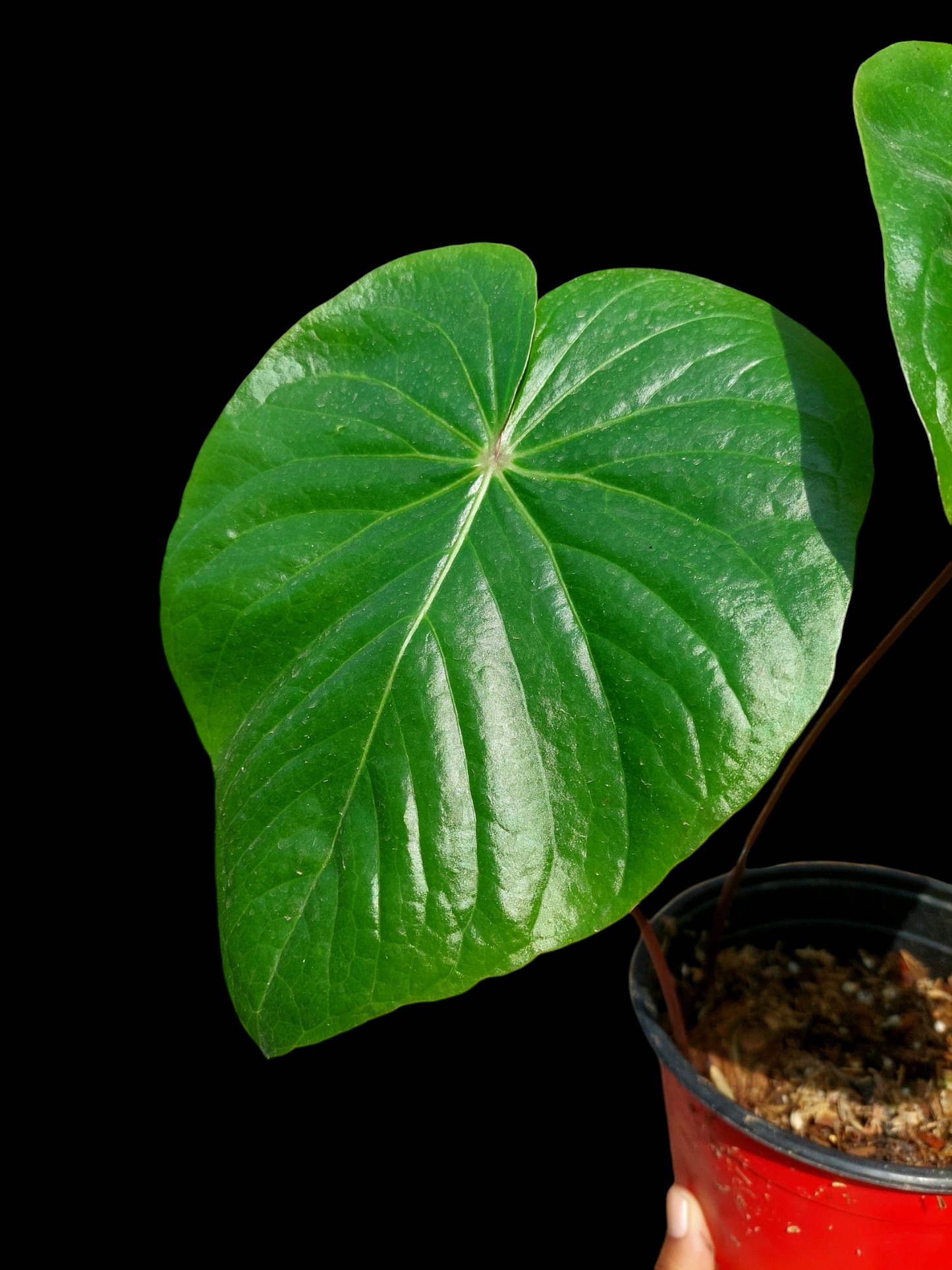 Anthurium sp. 'Amazon Red Petiole' LARGE PLANT 2 Leaves (EXACT PLANT)