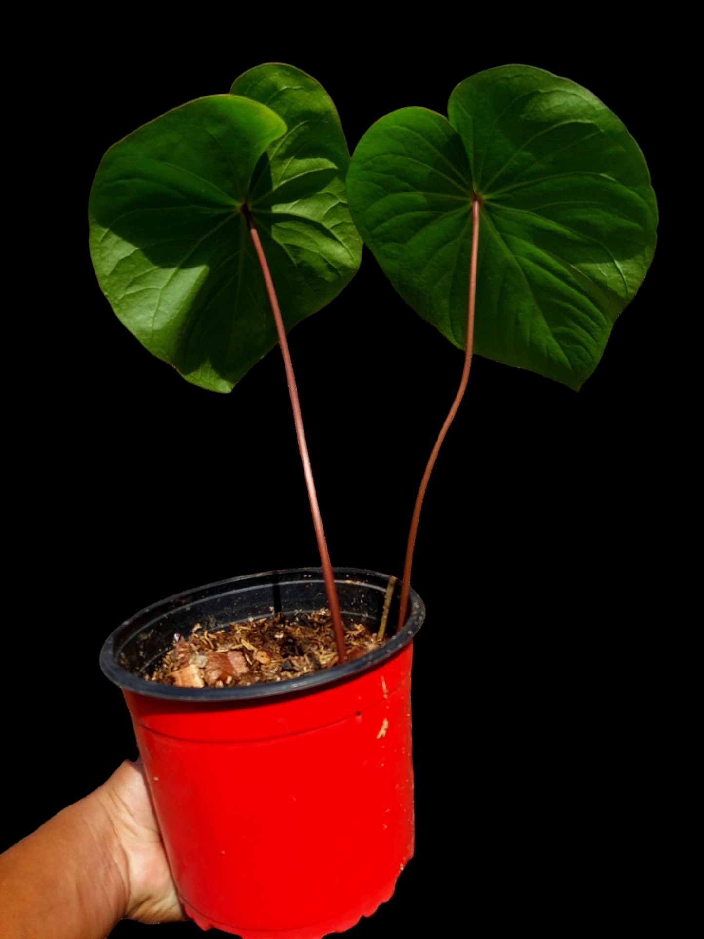 Anthurium sp. 'Amazon Red Petiole' LARGE PLANT 2 Leaves (EXACT PLANT)