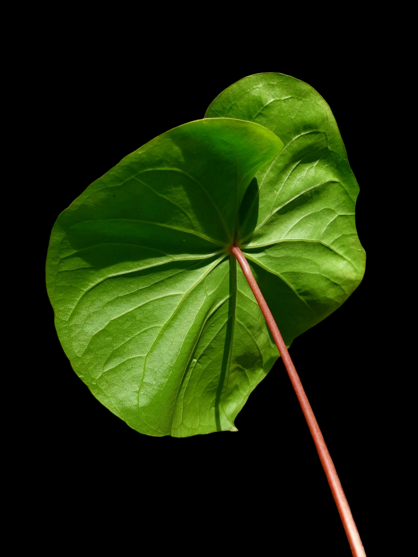 Anthurium sp. 'Amazon Red Petiole' LARGE PLANT 2 Leaves (EXACT PLANT)