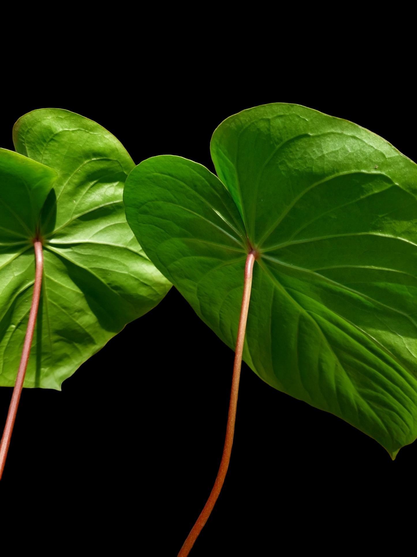 Anthurium sp. 'Amazon Red Petiole' LARGE PLANT 2 Leaves (EXACT PLANT)