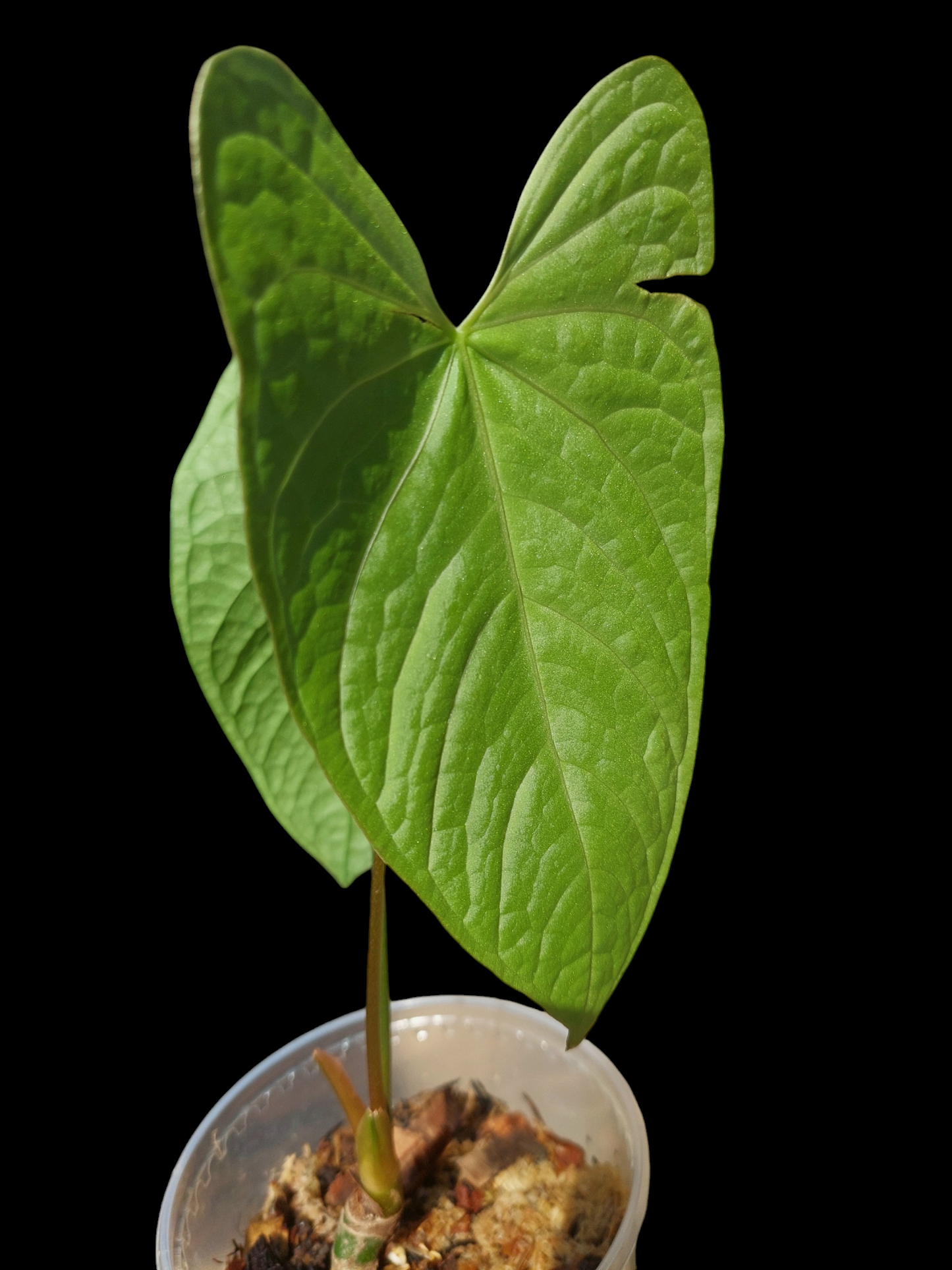 Anthurium sp. "Tarapoto Velvet" 2 Leaves Wild Ecotype (EXACT PLANT)