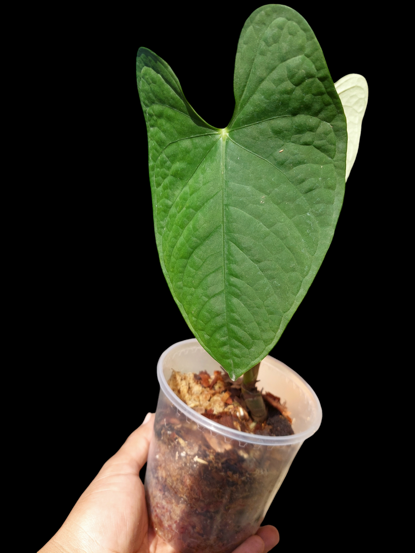 Anthurium sp. "Tarapoto Velvet" 2 Leaves Wild Ecotype (EXACT PLANT)