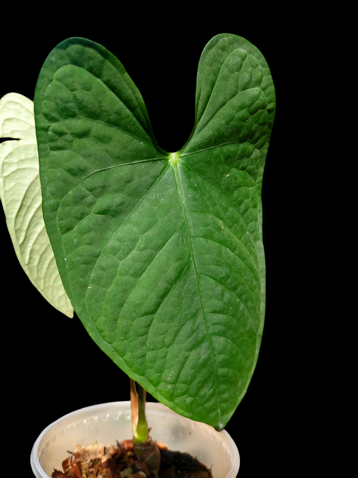 Anthurium sp. "Tarapoto Velvet" 2 Leaves Wild Ecotype (EXACT PLANT)