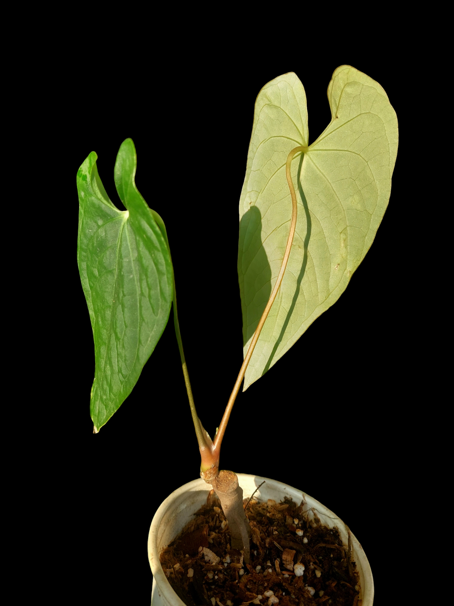 Anthurium sp. "Tarapoto Velvet" Wild Ecotype 2 Leaves (EXACT PLANT)