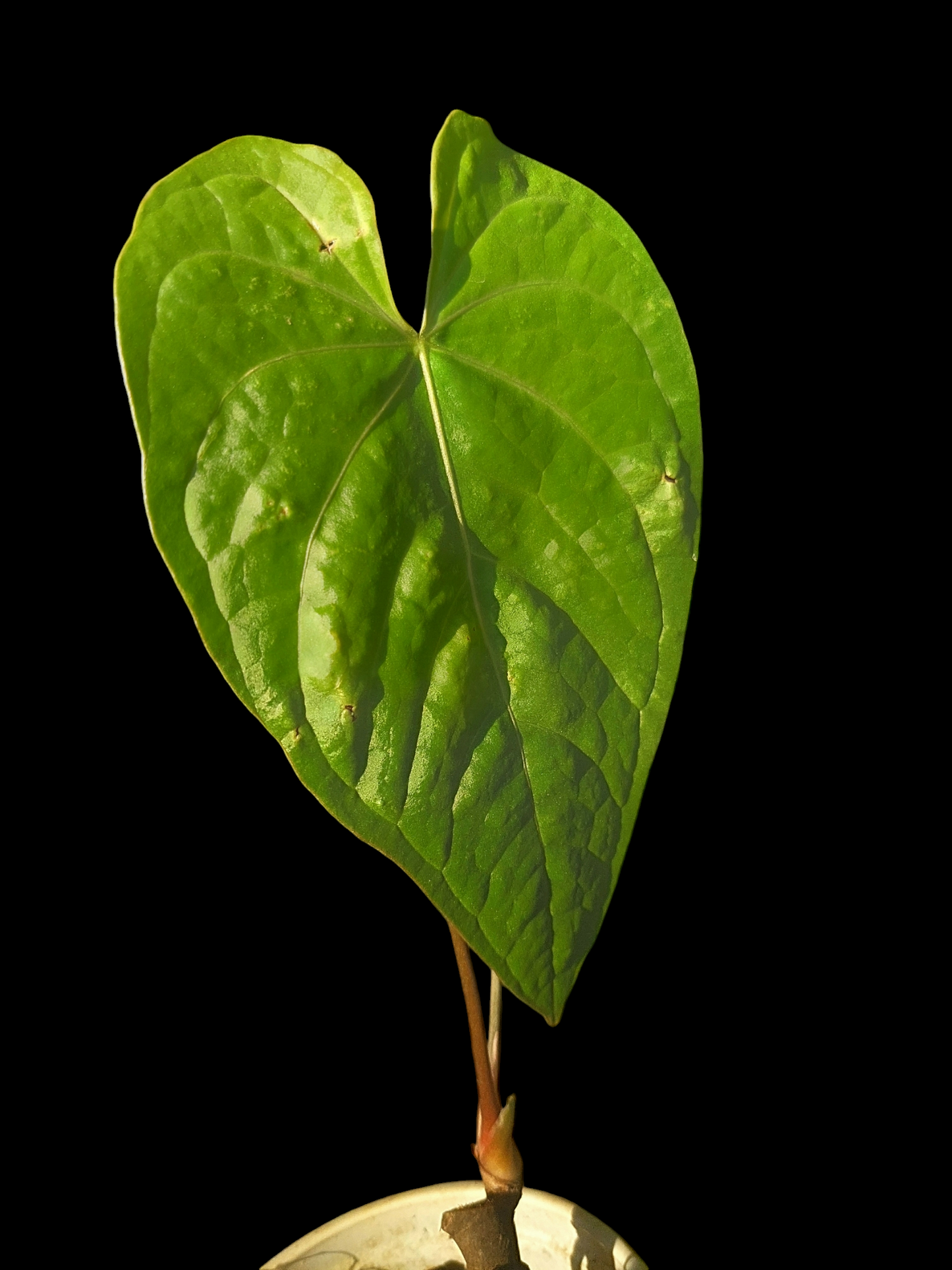 Anthurium sp. "Tarapoto Velvet" Wild Ecotype 2 Leaves (EXACT PLANT)