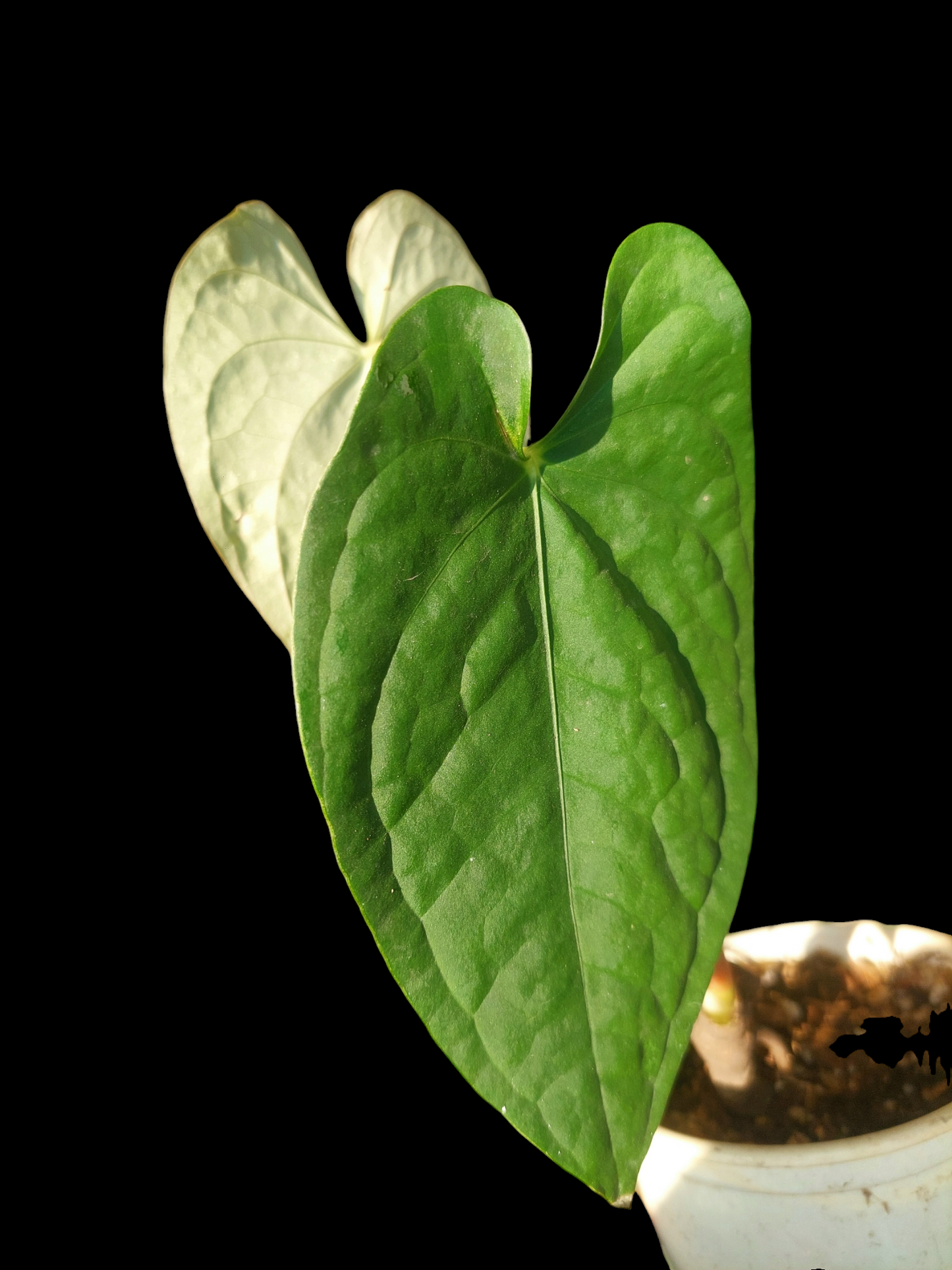 Anthurium sp. "Tarapoto Velvet" Wild Ecotype 2 Leaves (EXACT PLANT)