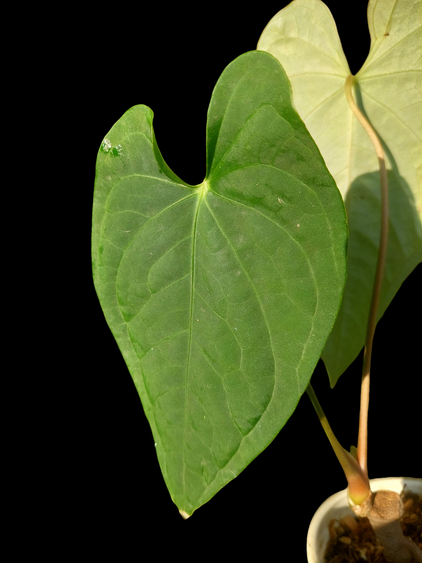 Anthurium sp. "Tarapoto Velvet" Wild Ecotype 2 Leaves (EXACT PLANT)