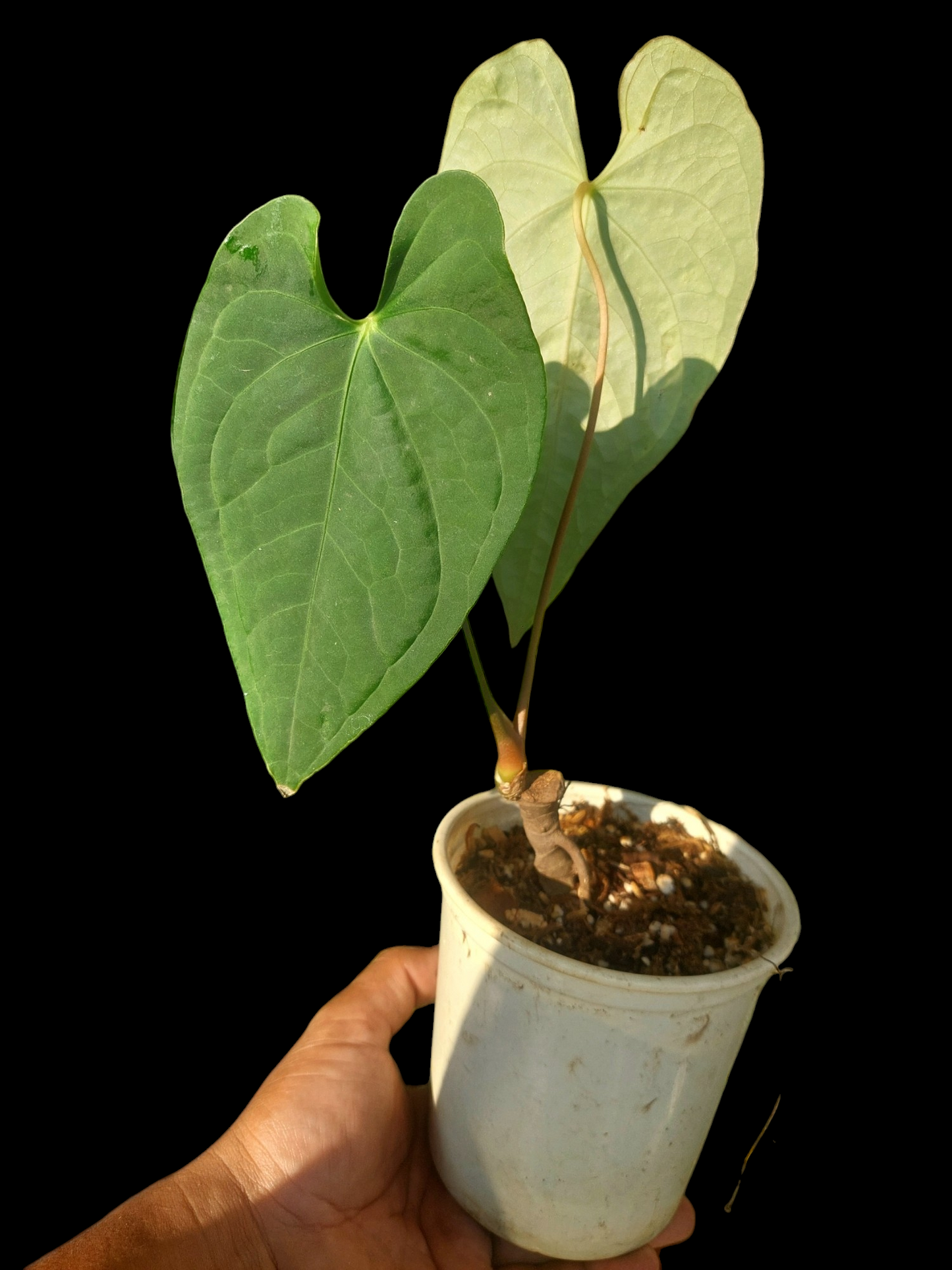 Anthurium sp. "Tarapoto Velvet" Wild Ecotype 2 Leaves (EXACT PLANT)