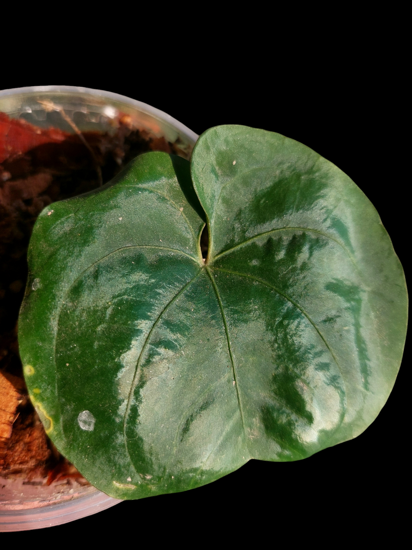 Anthurium Dressleri "Rio Guanche" Wild Ecotype (EXACT PLANT)