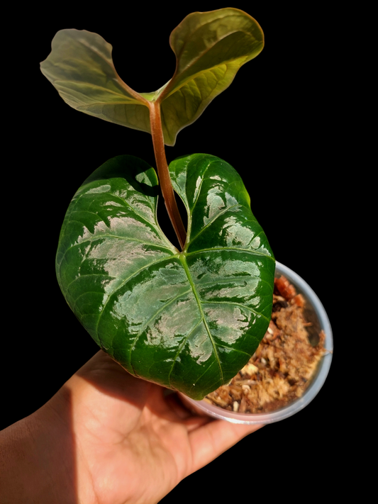 Anthurium sp. 'Carpish' Special Phenotype Small Size 2 Leaves (EXACT PLANT)