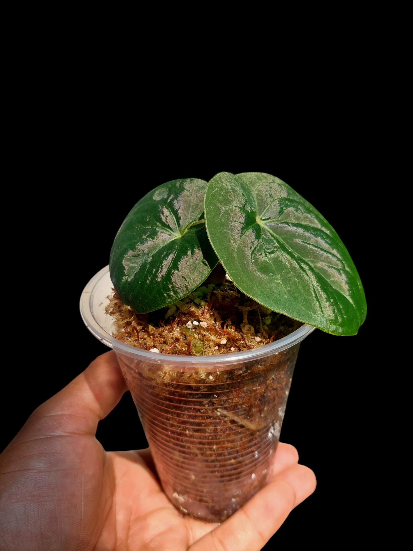 Anthurium sp. 'Huanuco Dark Velvet' Small Size (EXACT PLANT)