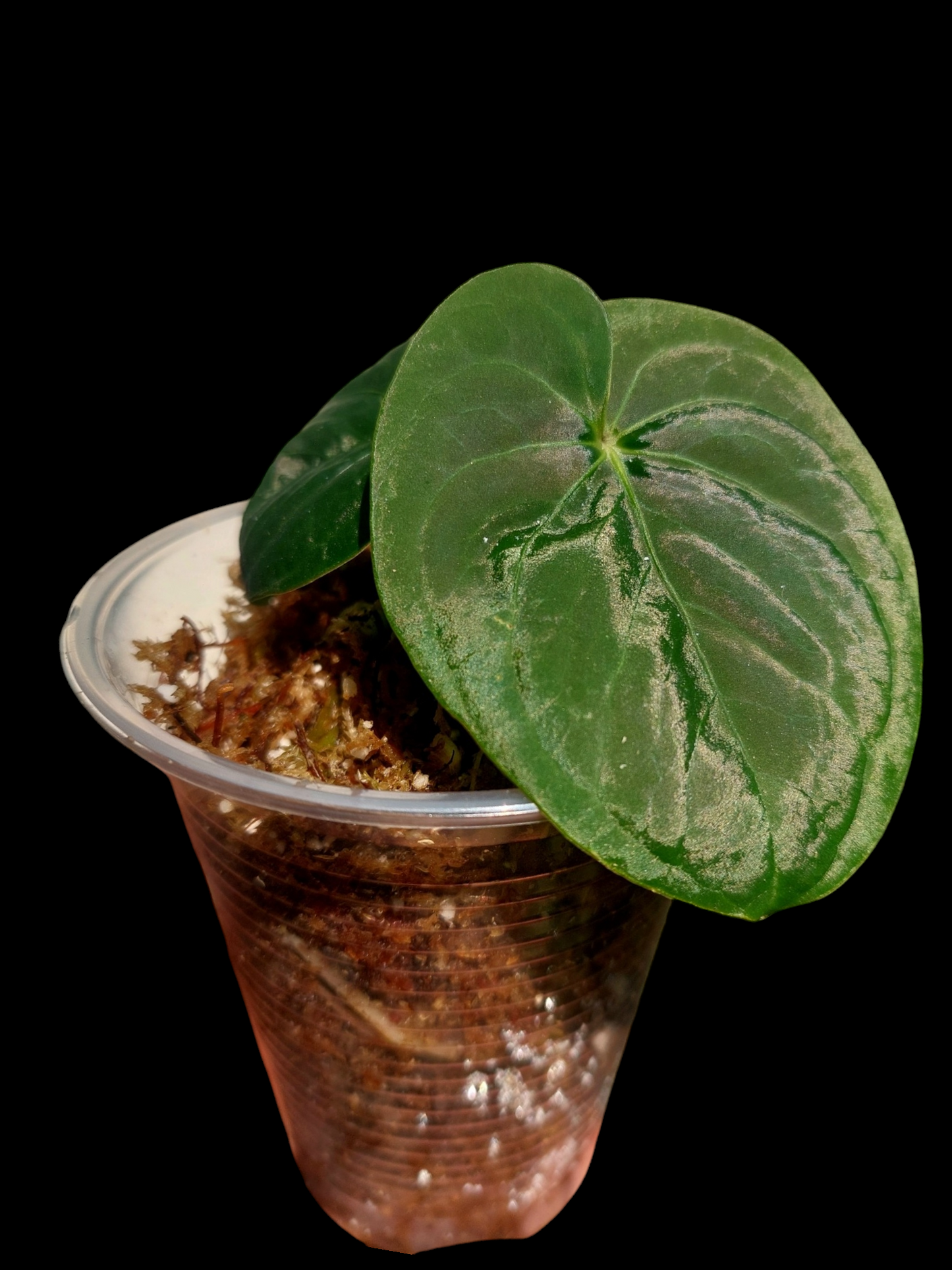 Anthurium sp. 'Huanuco Dark Velvet' Small Size (EXACT PLANT)