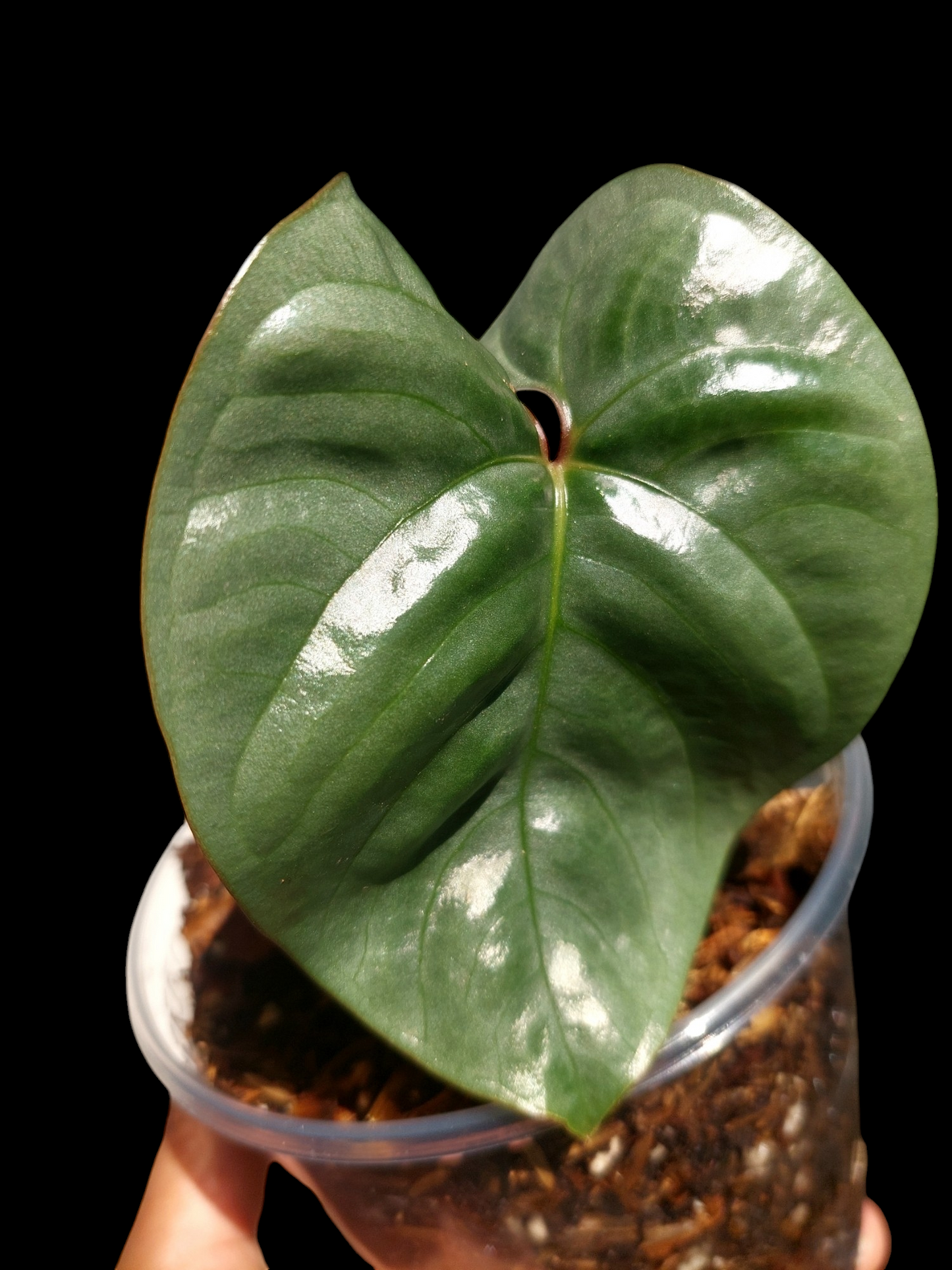 Anthurium sp. "Silver Peru" Dark Petiole Wild Ecotype (EXACT PLANT)