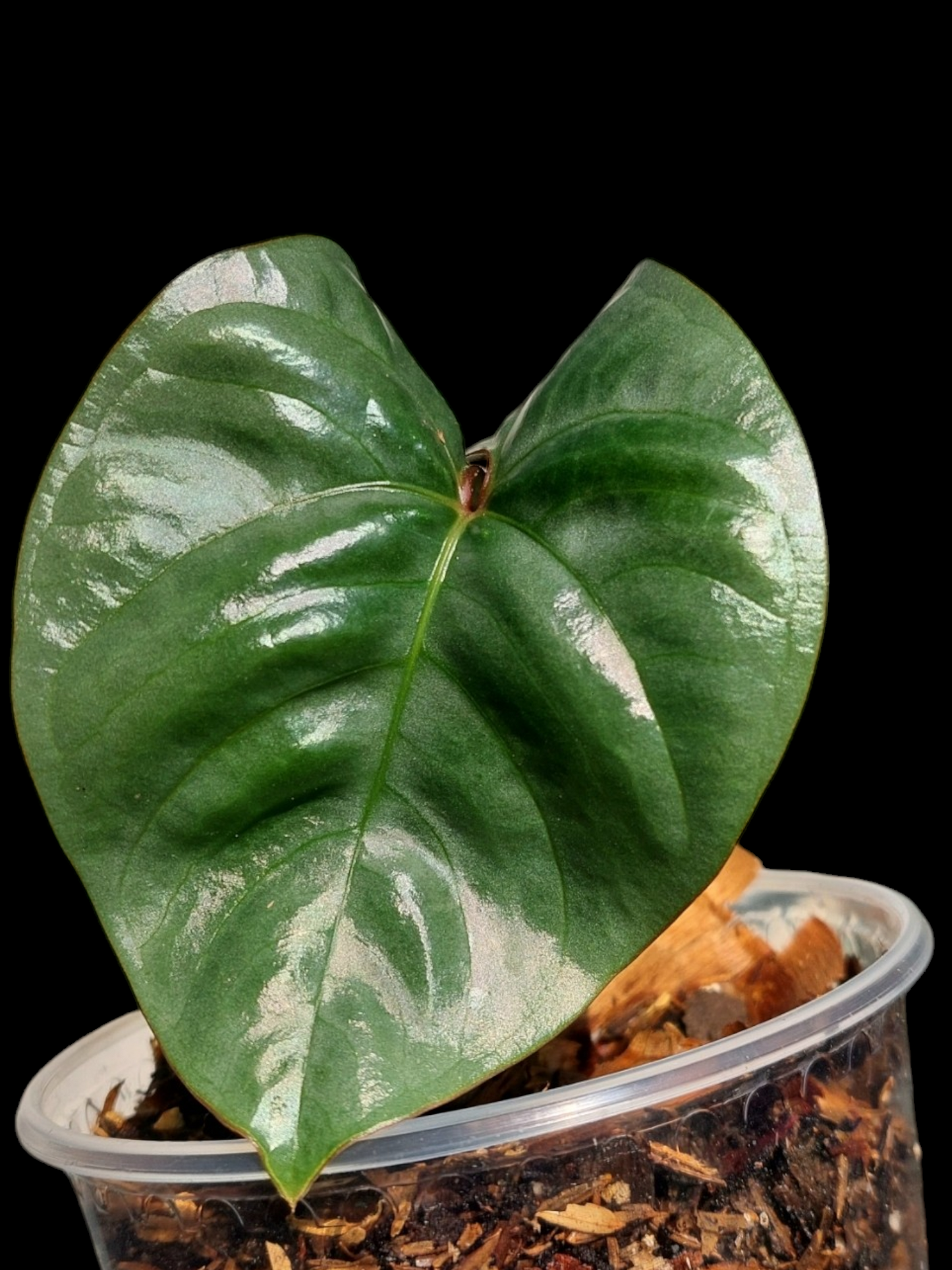 Anthurium sp. "Silver Peru" Dark Petiole Wild Ecotype (EXACT PLANT)