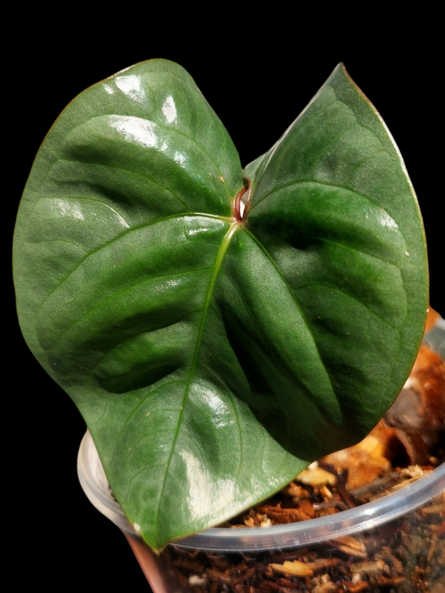 Anthurium sp. "Silver Peru" Dark Petiole Wild Ecotype (EXACT PLANT)