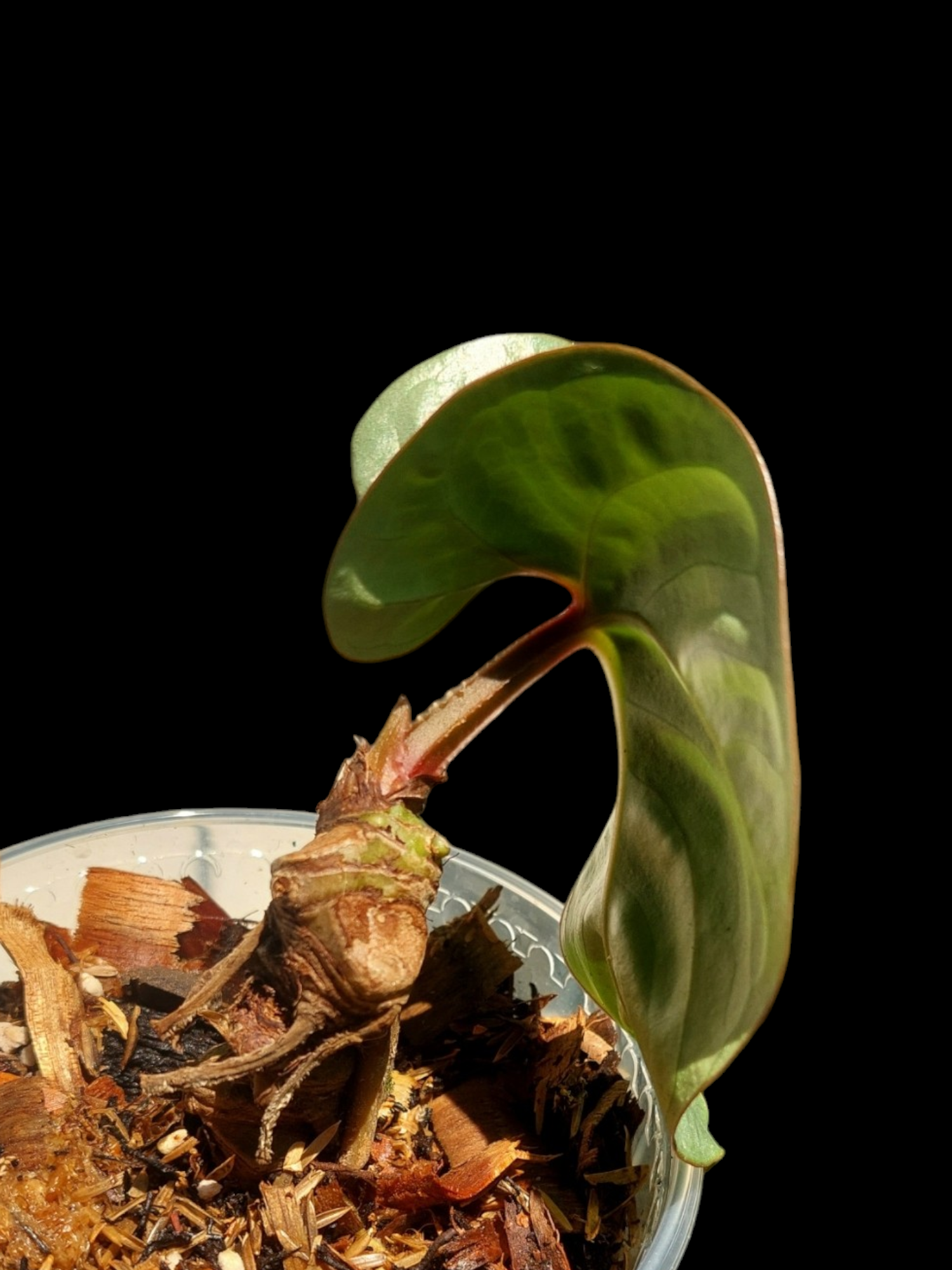 anthurium sp silver peru Anthurium sp. "Silver Peru" Dark Petiole Wild Ecotype (EXACT PLANT) – Amazon Plants Peru