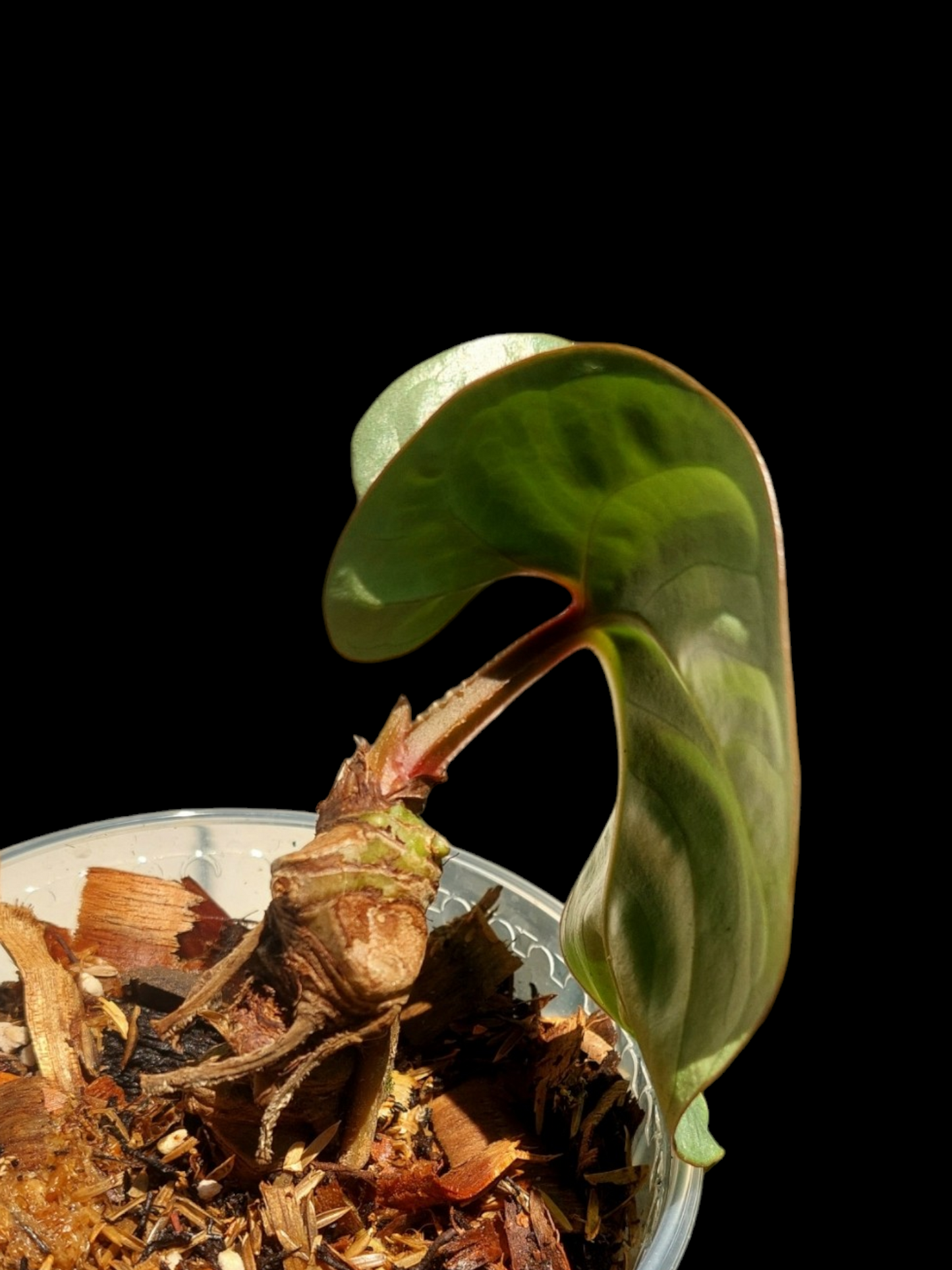 Anthurium sp. "Silver Peru" Dark Petiole Wild Ecotype (EXACT PLANT)