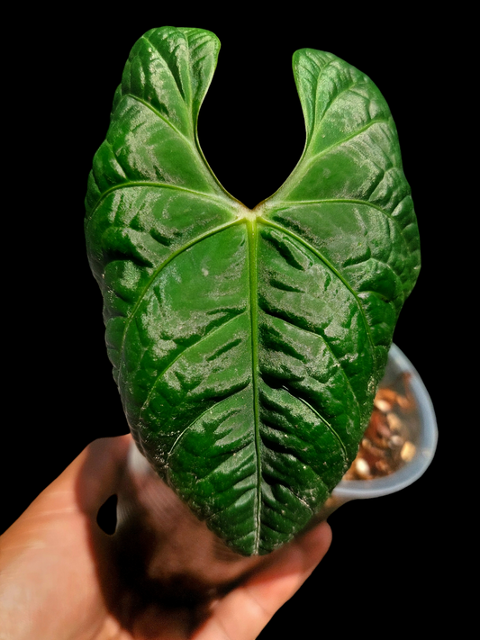 Anthurium sp. 'Carpish' Special Phenotype Small Size (EXACT PLANT)